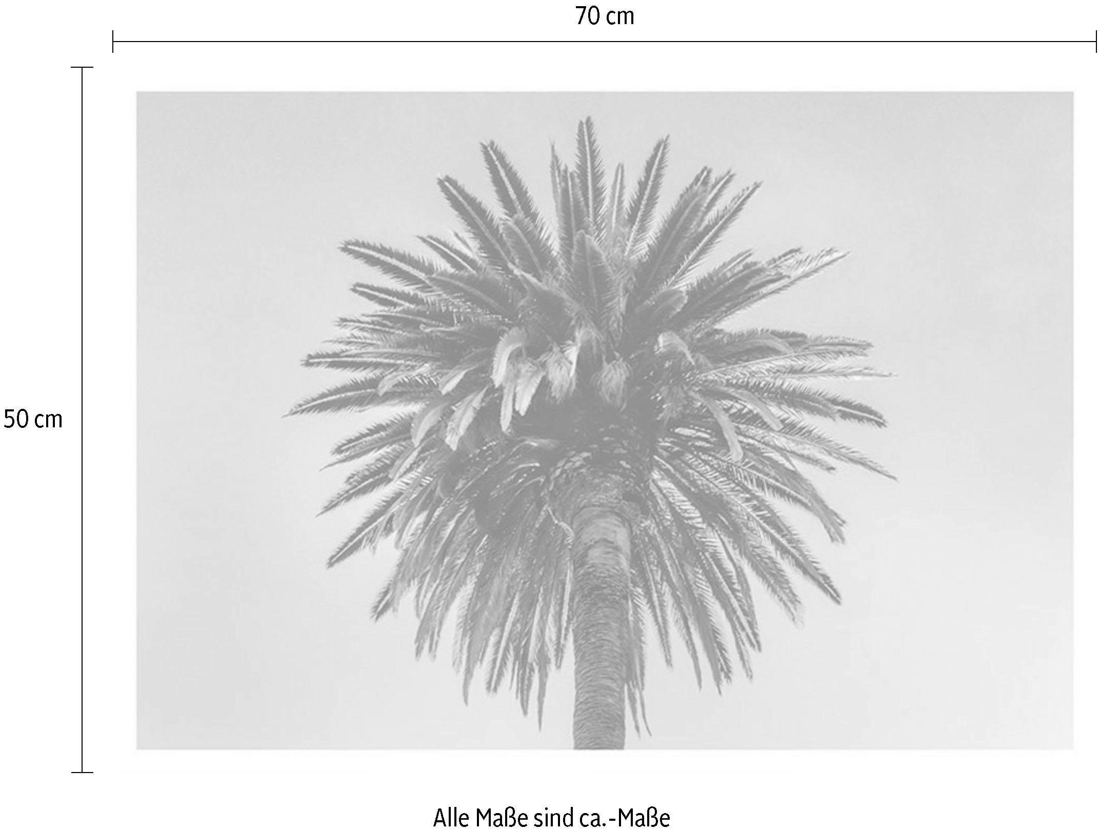 Komar Bild »Palm Tree«, Pflanzen-Blätter, (1 St.), Wandbild zur Dekoration - ohne Rahmen