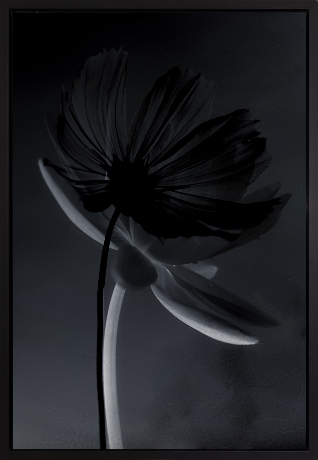 queence Leinwandbild »Blume Schwarz«, Abstrakt-Pflanzen-Pflanzenbilder-Blumen-Blumenbilder, mit einem Schattenfugenrahmen veredelt