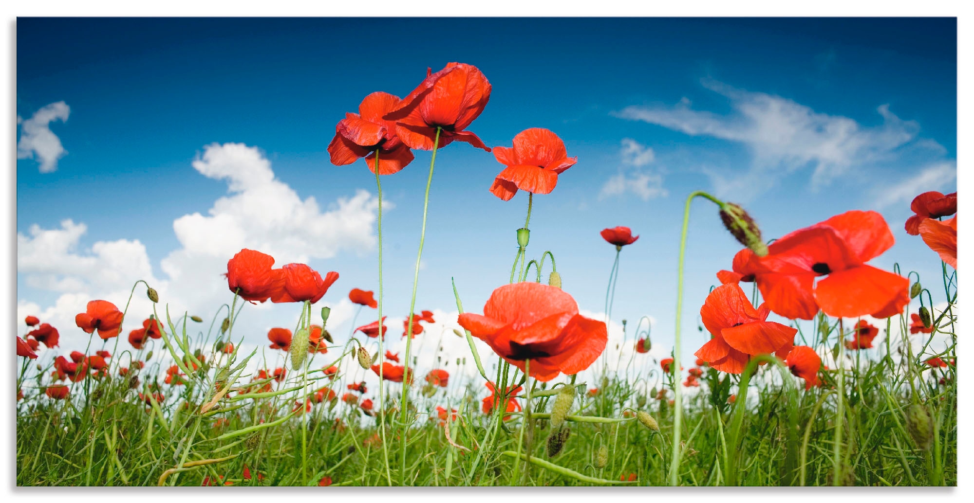 Artland Wandbild »Feld mit Mohnblumen unter Himmel«, Blumenwiese, (1 St.),  als Alubild, Leinwandbild, Wandaufkleber oder Poster in versch. Größen  bestellen | BAUR