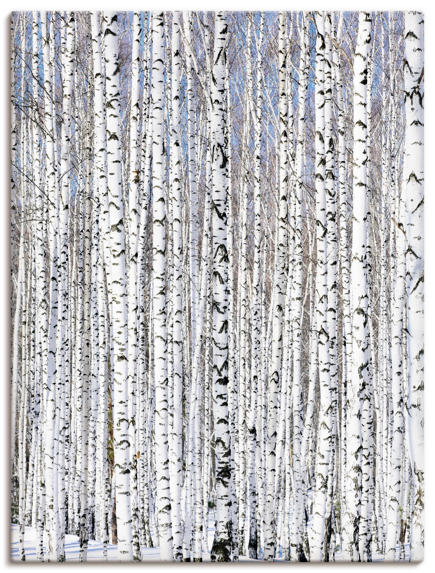 Artland Wandbild "Winterbirkenwald Wintergelassenheit", Bäume, (1 St.), als günstig online kaufen