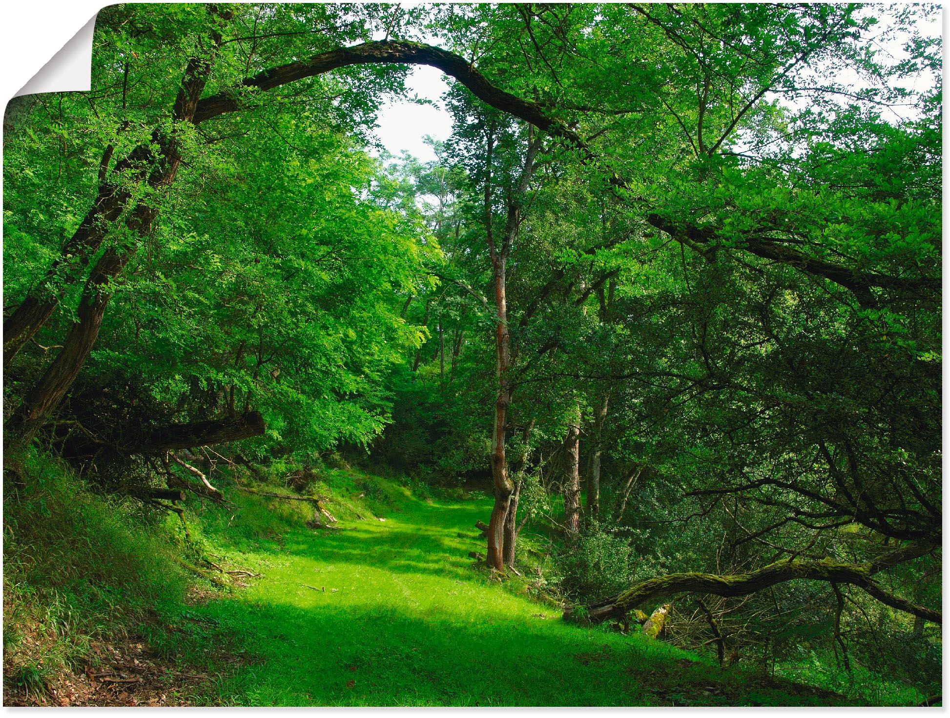 Wandbild »Grüner Weg durch den Wald«, Wald, (1 St.), als Leinwandbild, Poster in...