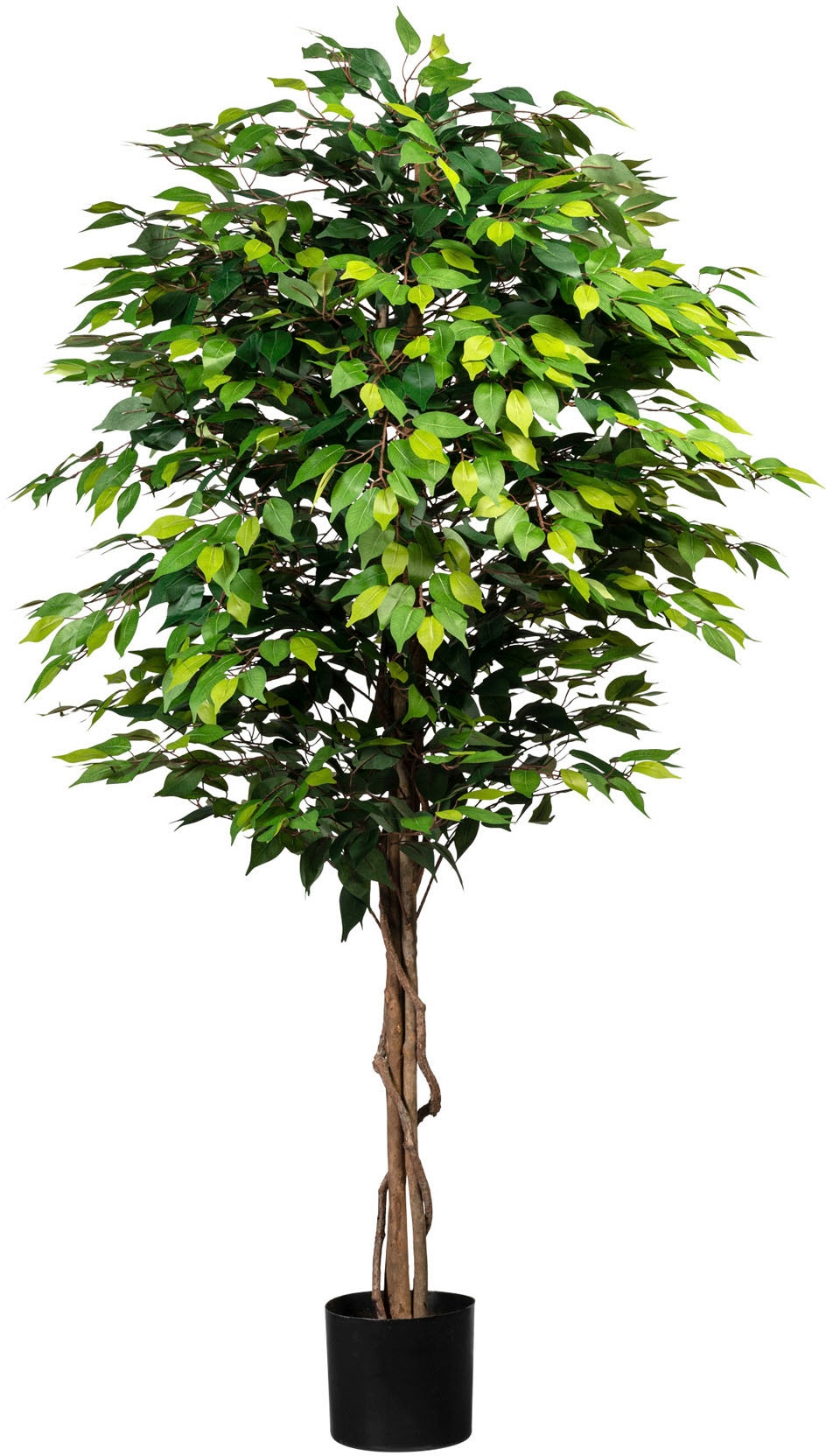 Creativ green Kunstpflanze »Ficus Benjamini«, (1 St.)