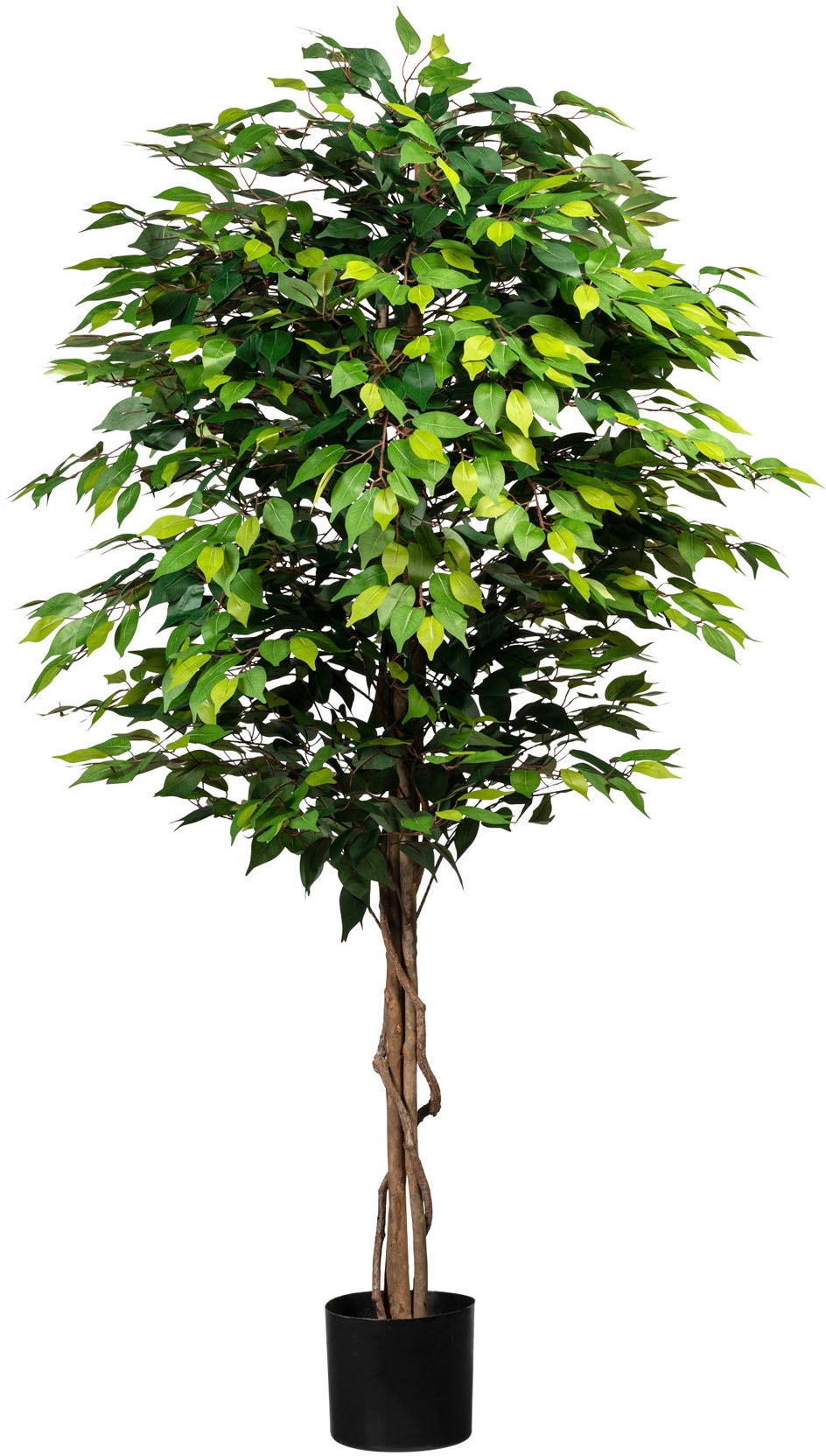 Creativ green Kunstpflanze "Ficus Benjamini" günstig online kaufen