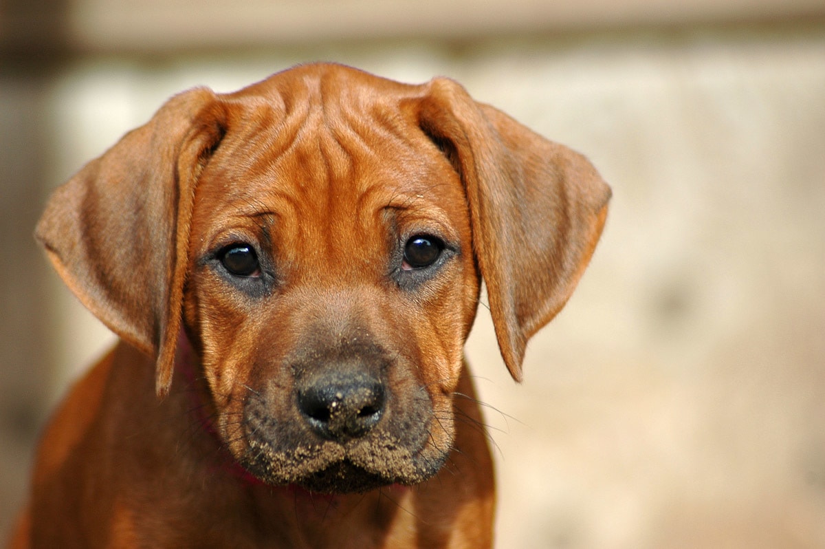 Papermoon Fototapete »Rhodesian Ridgeback Welpe«
