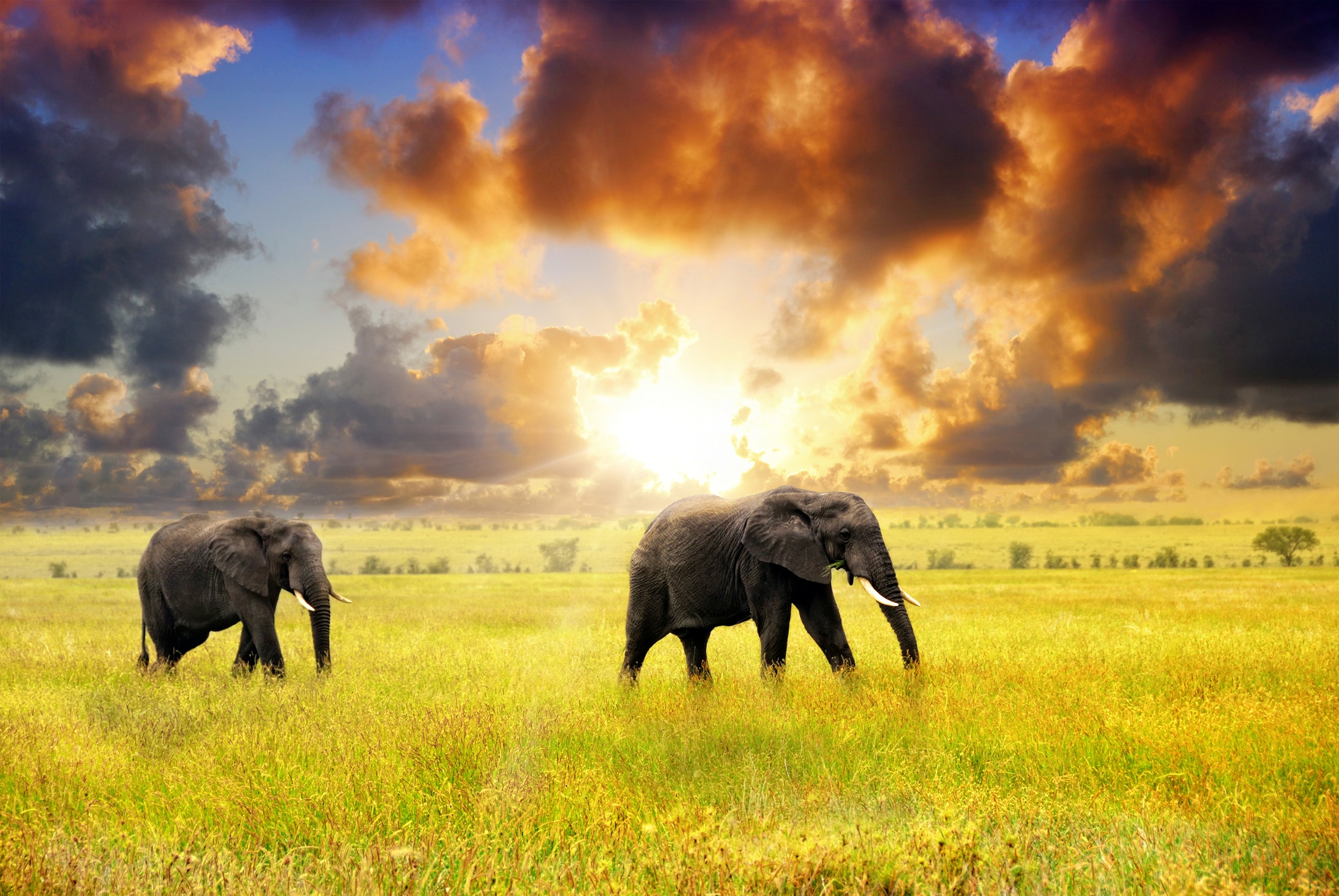 Papermoon Fototapetas »African Elephants«