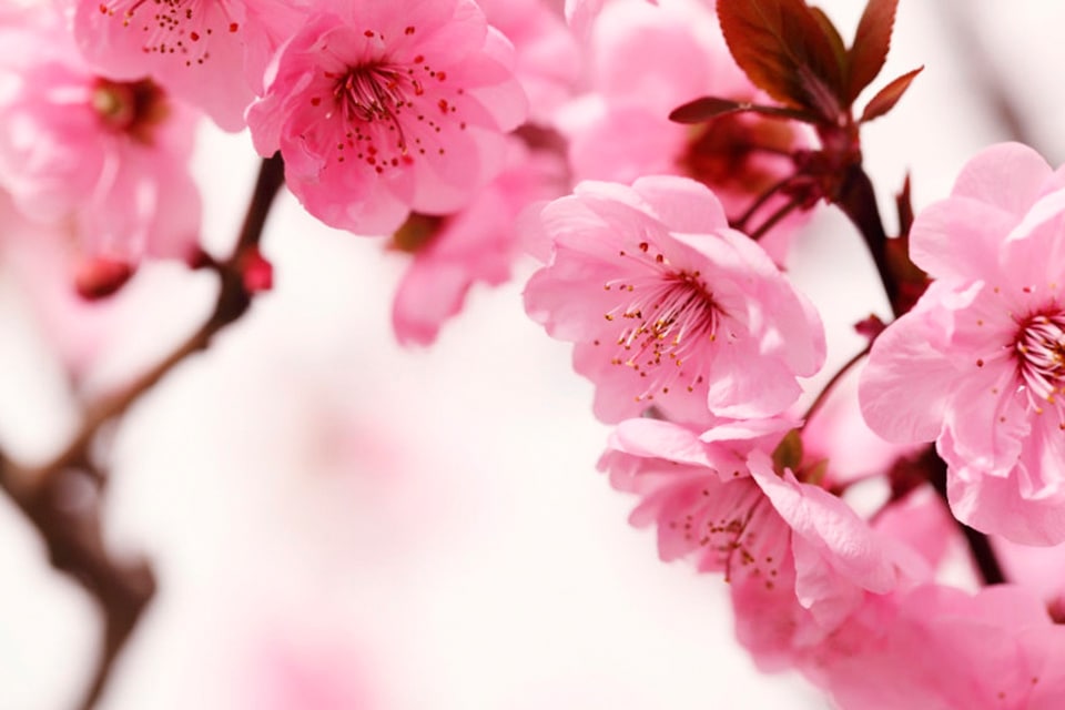 Papermoon Fototapete "Peach Blossom" glatt