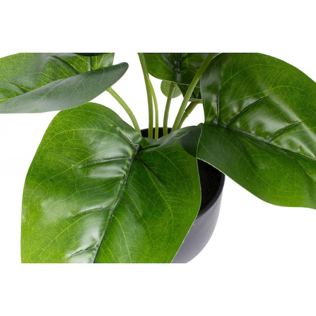 Botanic-Haus Künstliche Zimmerpflanze »Philodendron« kaufen | BAUR