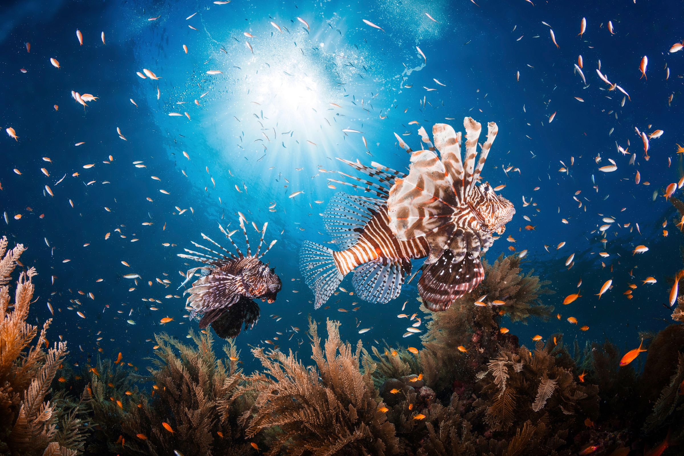 Papermoon Fototapete "Photo-Art BARATHIEU GABRIEL, LIONFISH"