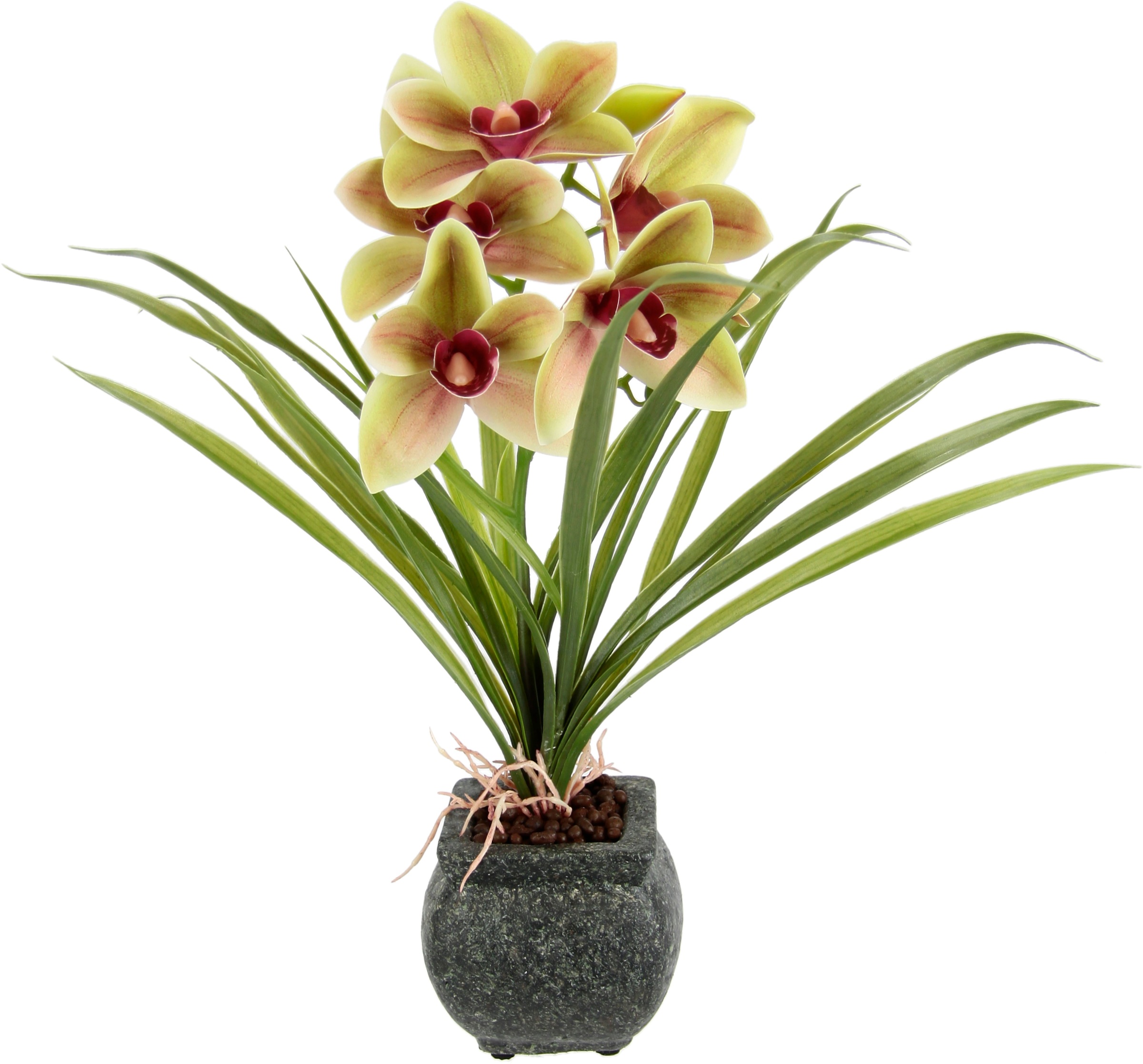 OTTO home Kunstblume "Orchidee" Mit Blätter im Topf aus Zement Künstliche Blume Cymbidium-Orchidee