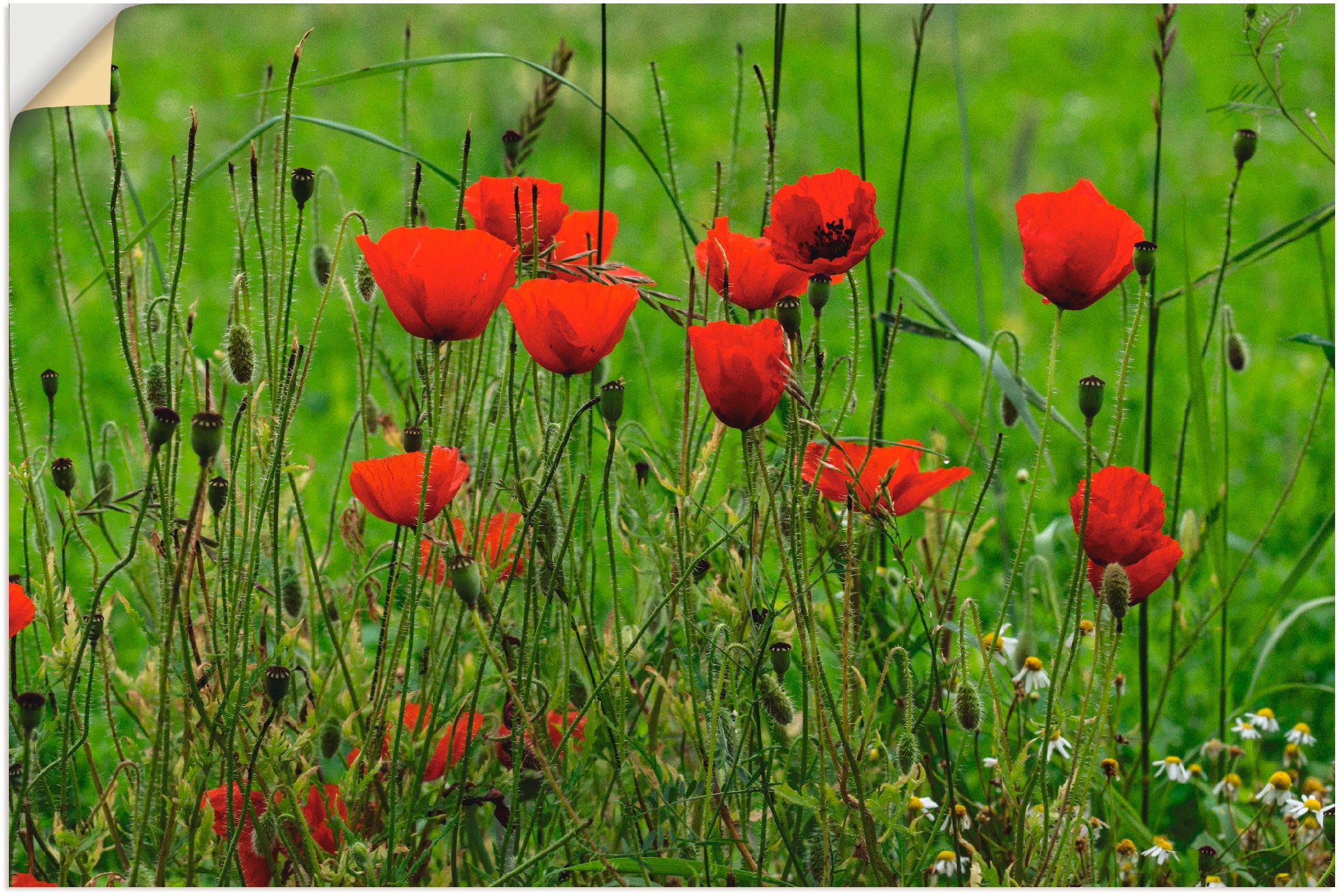 Artland Wandfolie "Mohnblumen am Wegesrand", Blumen, (1 St.), selbstklebend