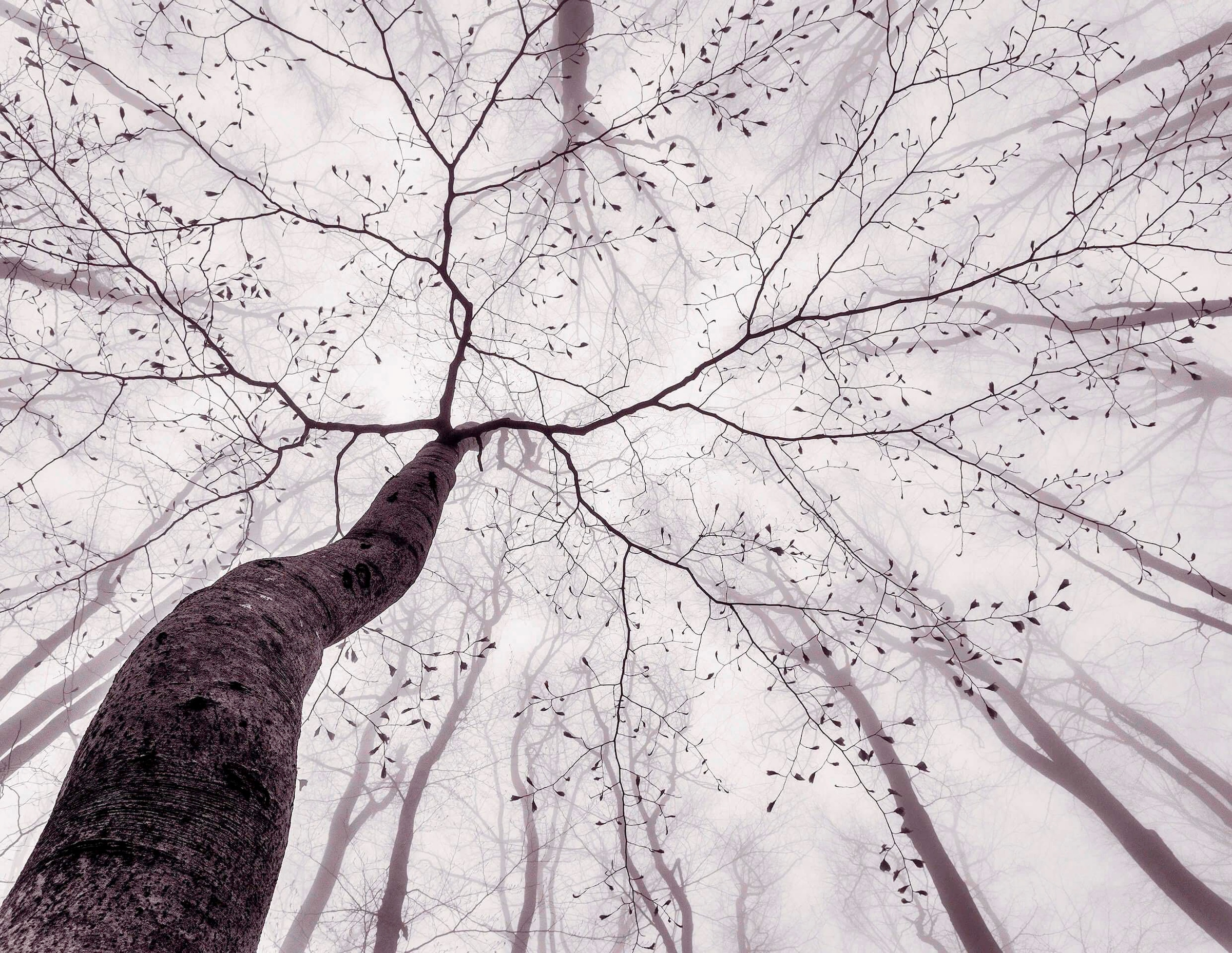 Fototapete »Tree Top«, Nebel Wald Tapete Natur Schwarz Weiß Fototapete 3,36m x 2,60m