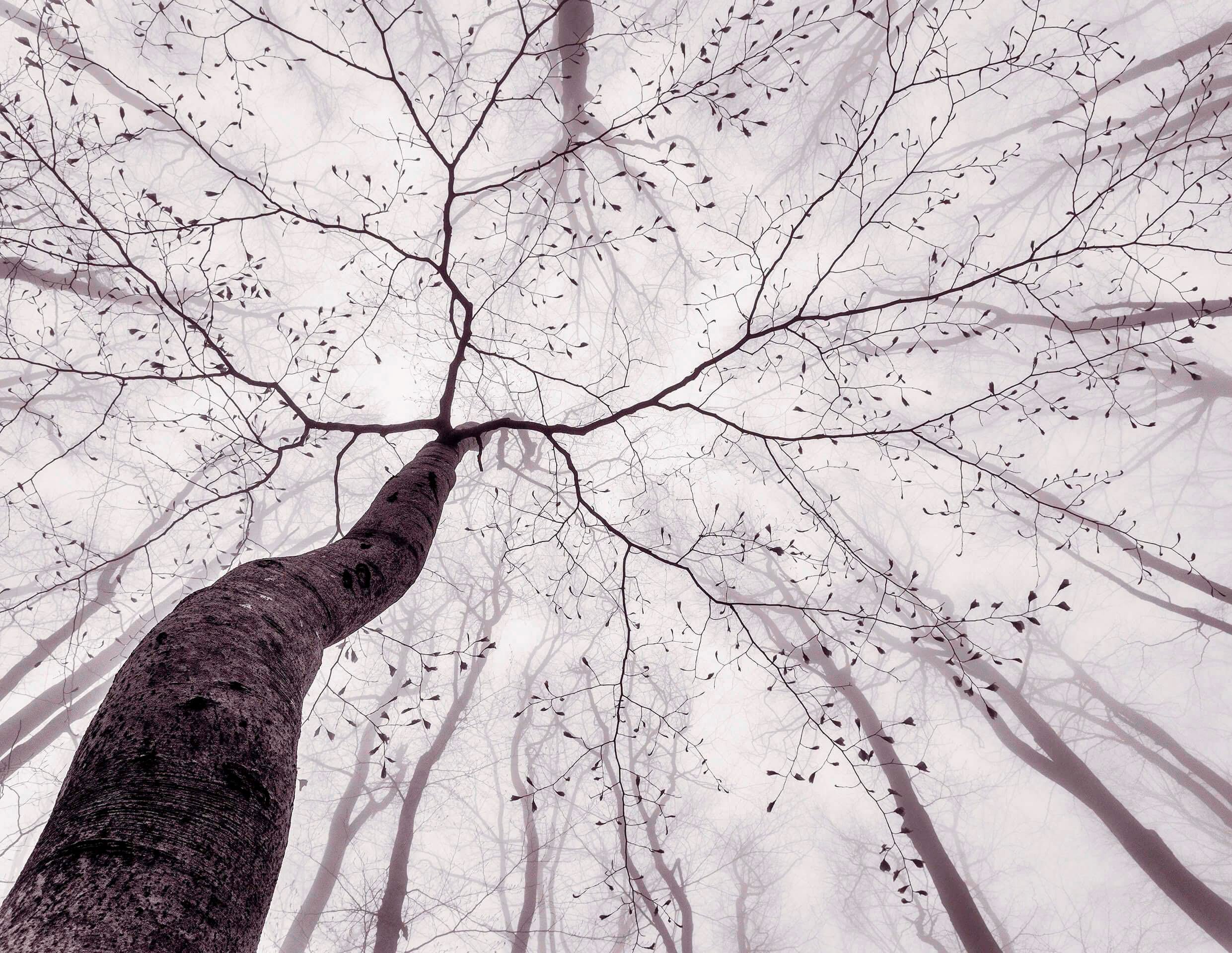 living walls Fototapete "Tree Top" Motiv abstrakt naturalistisch glatt Nebel Wald Tapete Natur Fototapete Wohnzimmer Tapeten Design Optik