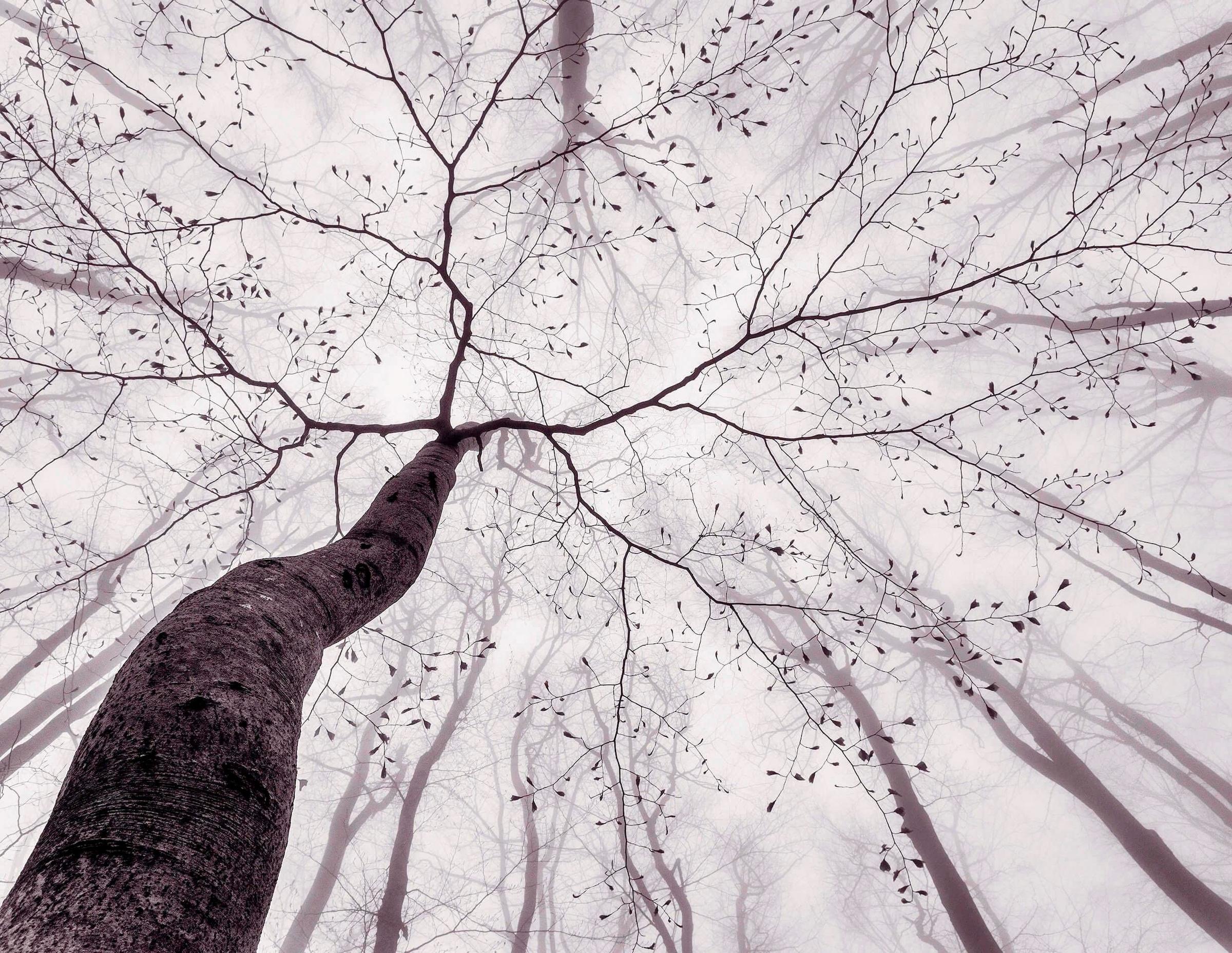 living walls Fototapete "Tree Top", Nebel Wald Tapete Natur Schwarz Weiß Fototapete 3,36m x 2,60m