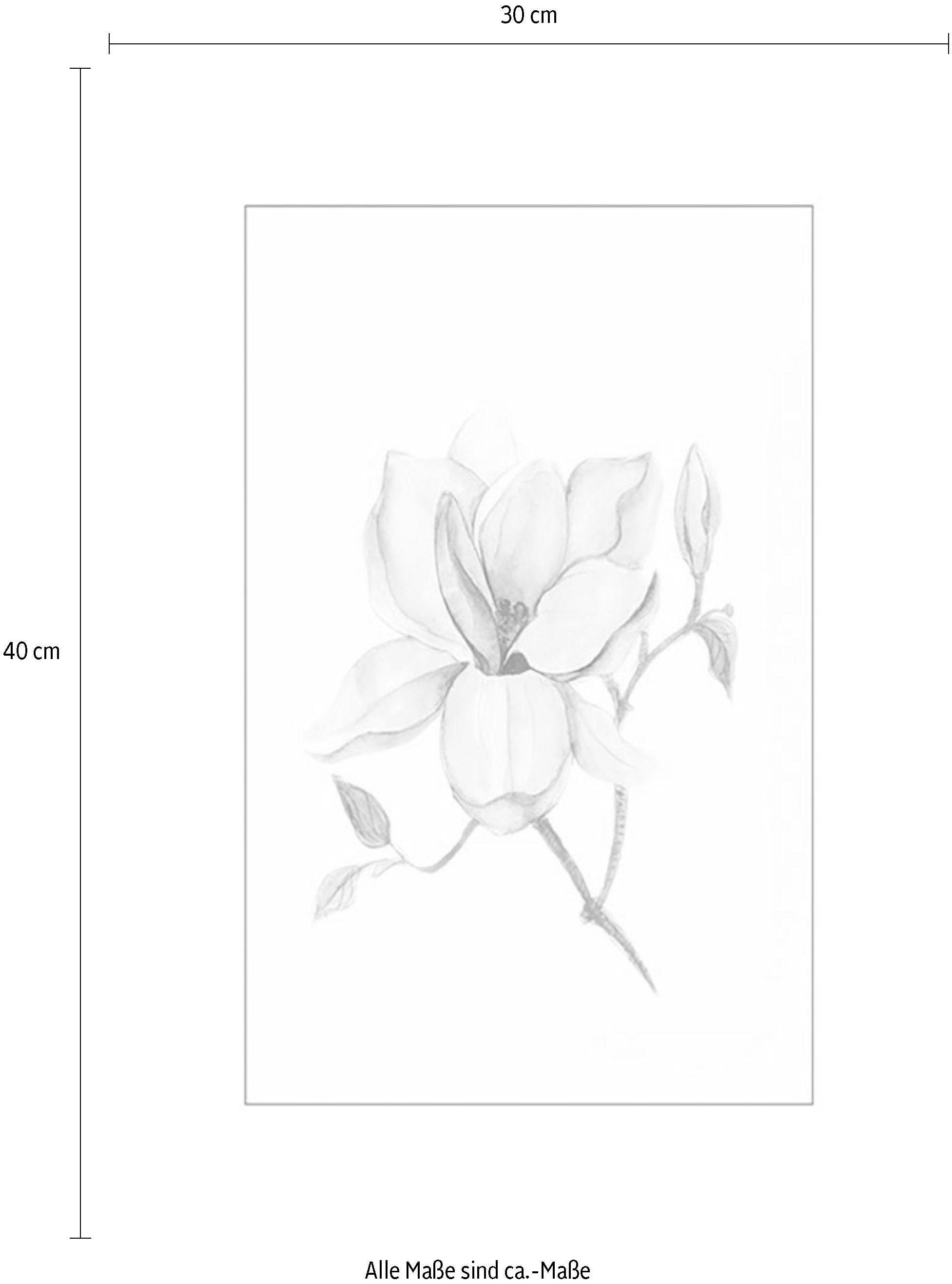 Komar Bild »Magnolia Shine« Blätter | Pflanzen 1 Stk. tlg. Wandbild zur Dekoration - ohne Rahmen