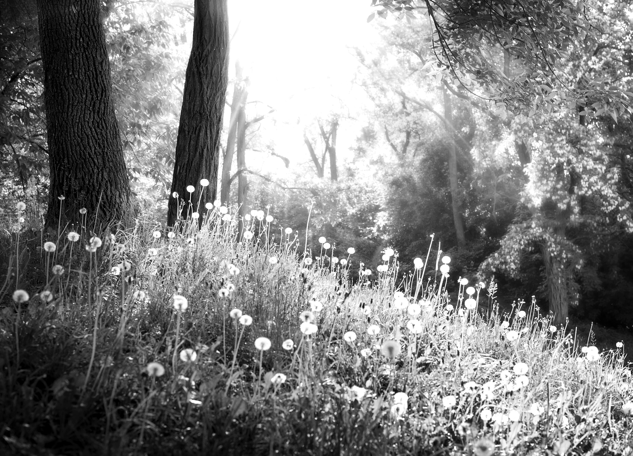 Papermoon Fototapete "Wald Schwarz & Weiß"