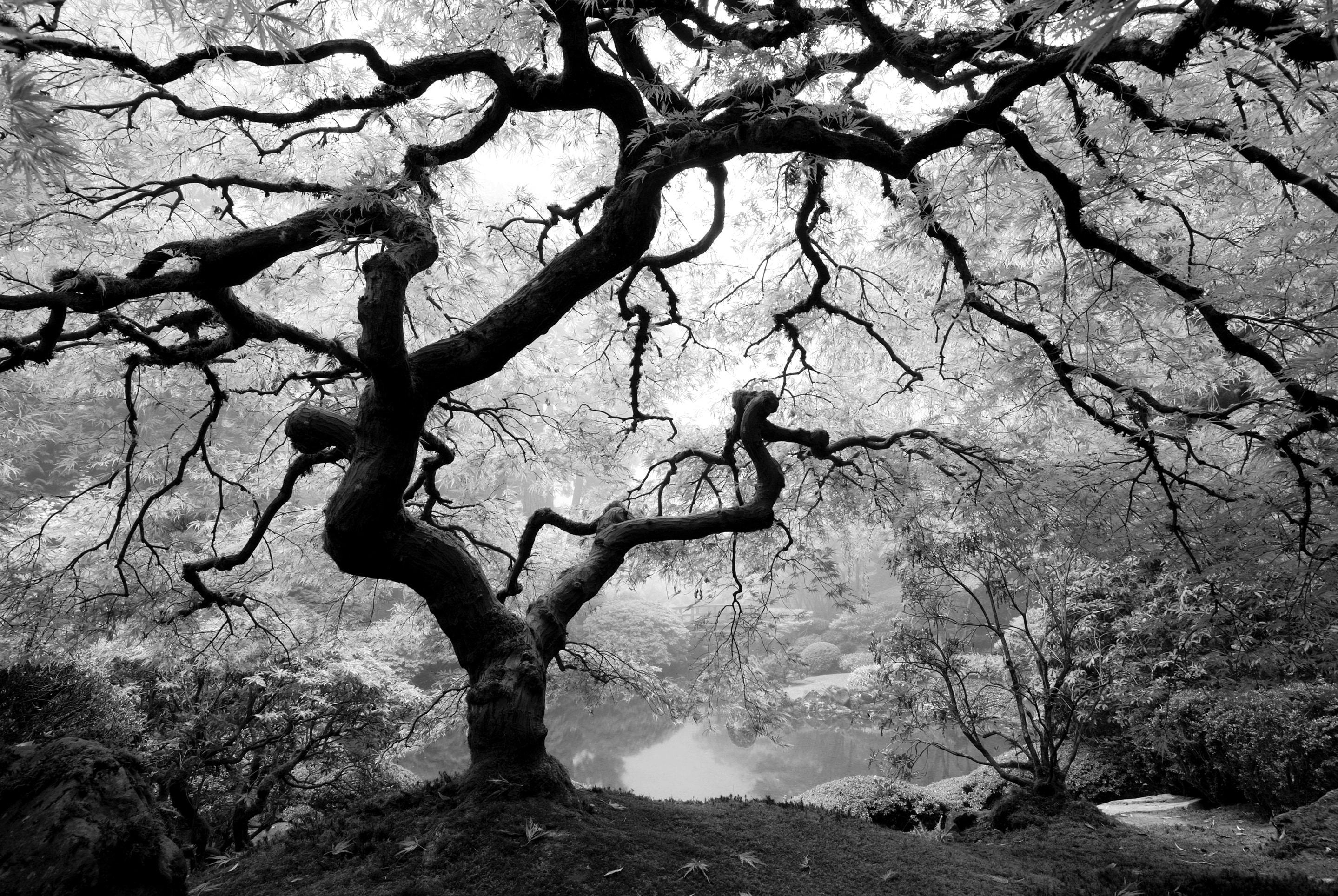 Papermoon Fototapete "Waldbaum schwarz & weiß"