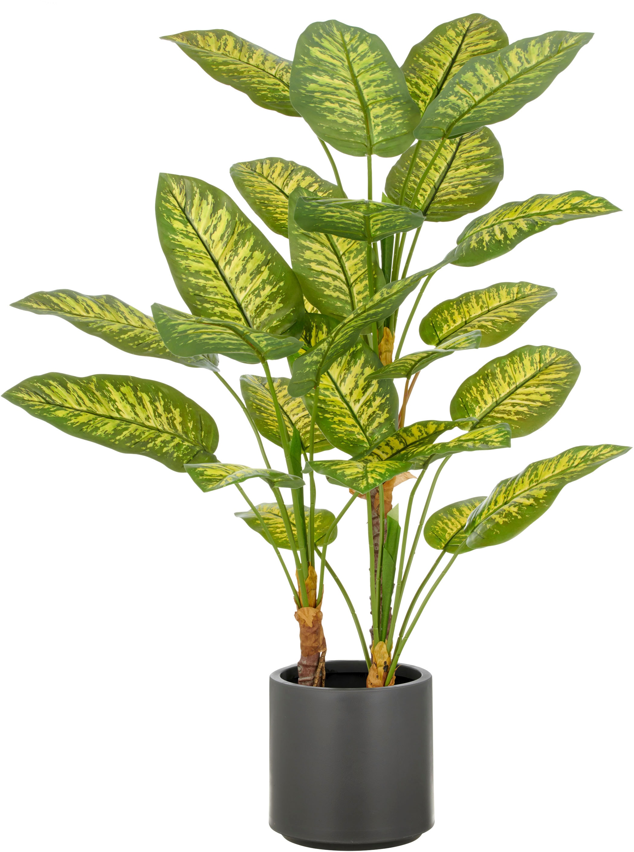 Creativ green Kunstpflanze "Dieffenbachia", mit naturgetreuer Gestaltung günstig online kaufen