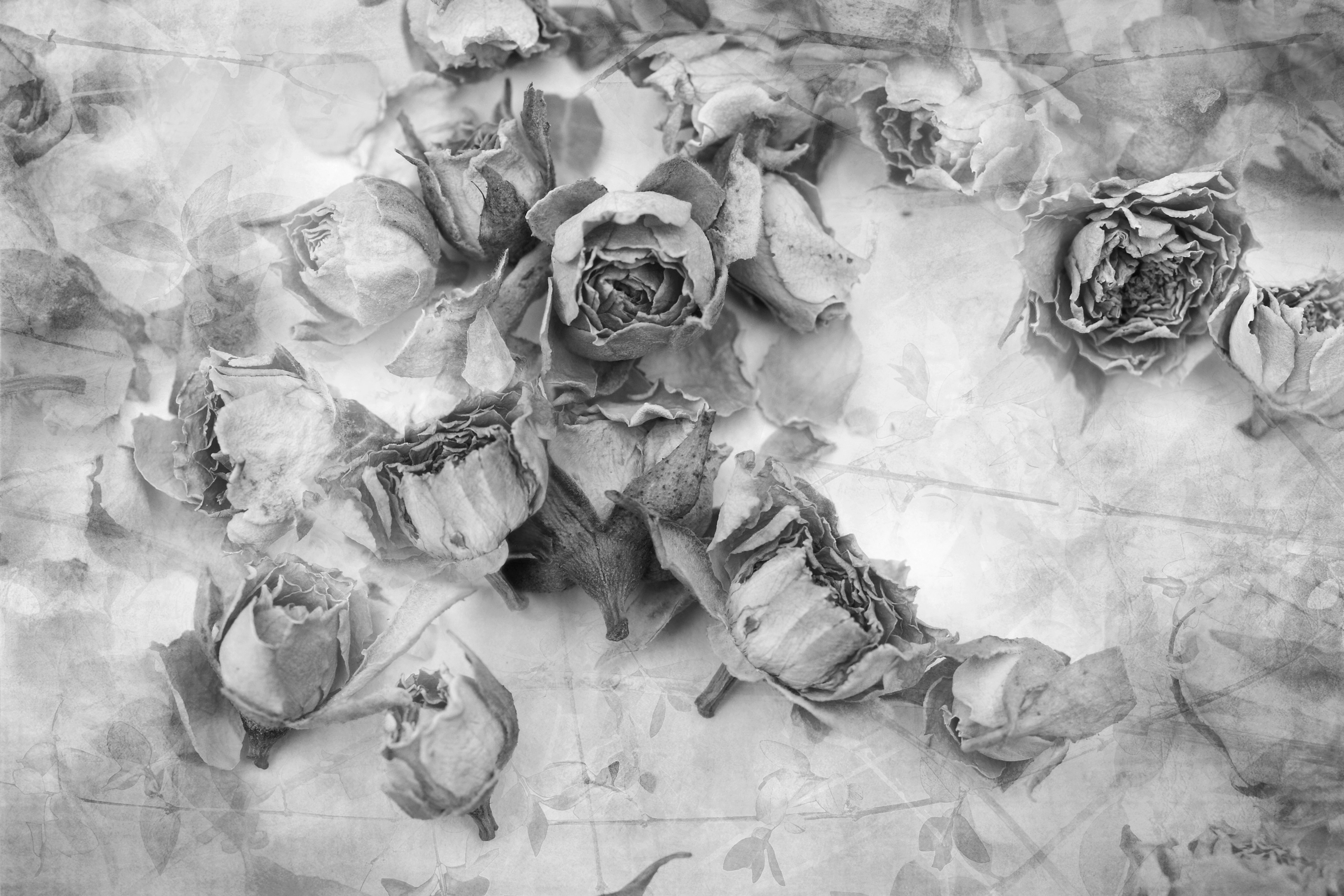 Papermoon Fototapete "Rosen Schwarz & Weiß"