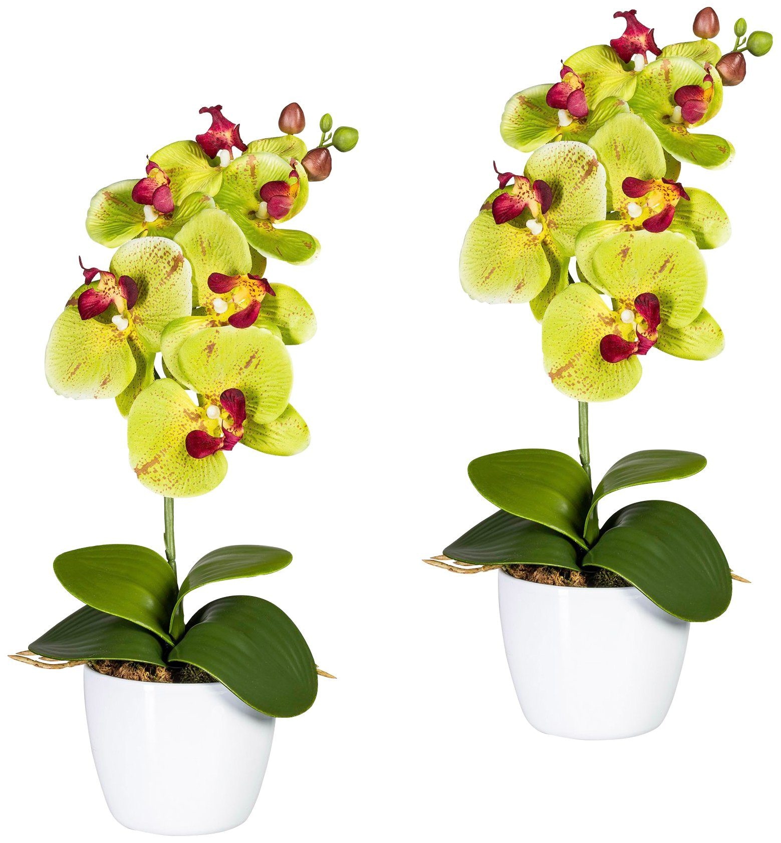 Creativ green Kunstpflanze "Orchidee Phalaenopsis", im Keramiktopf