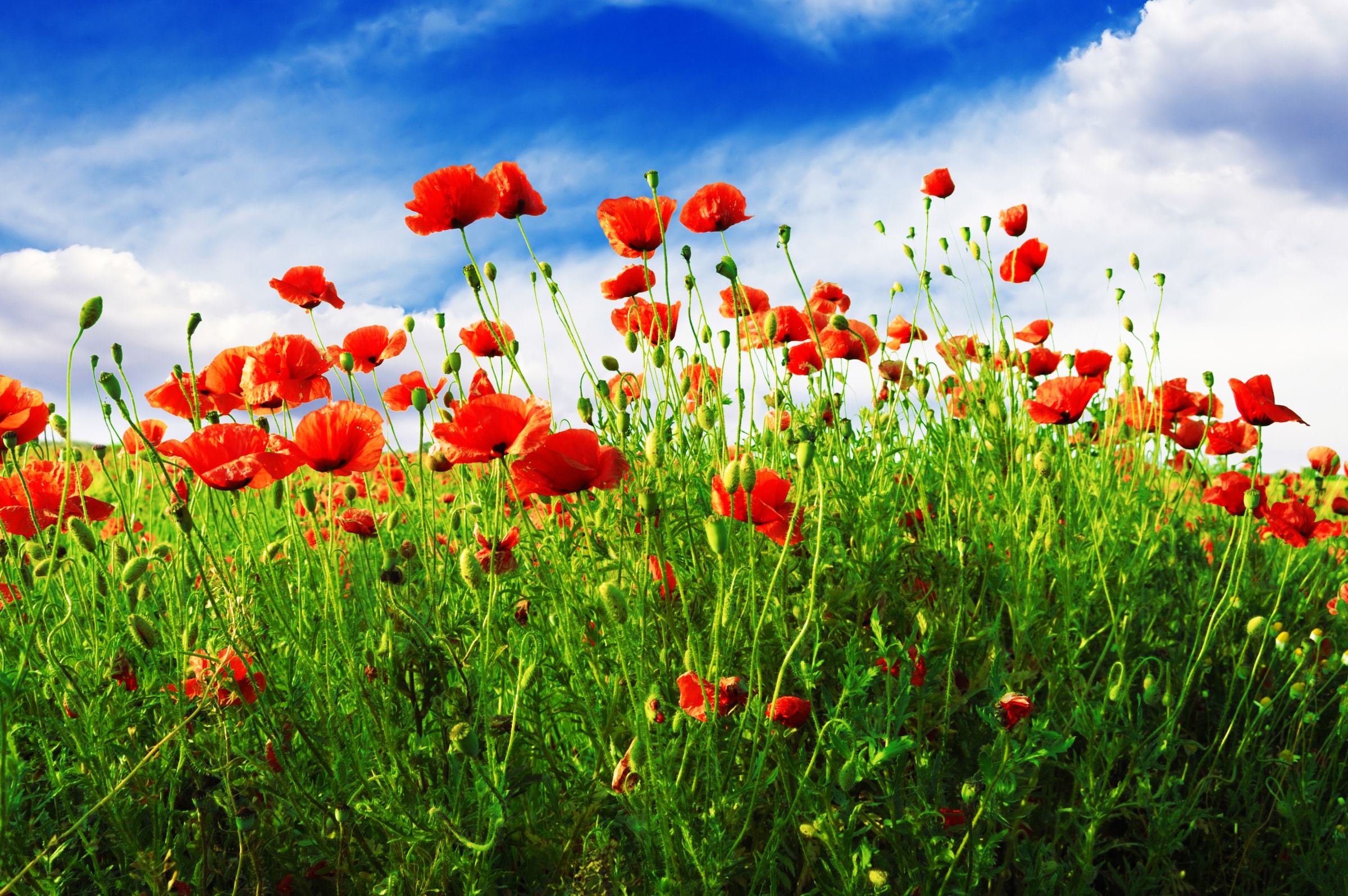 Papermoon Fototapete "Red Poppies" glatt