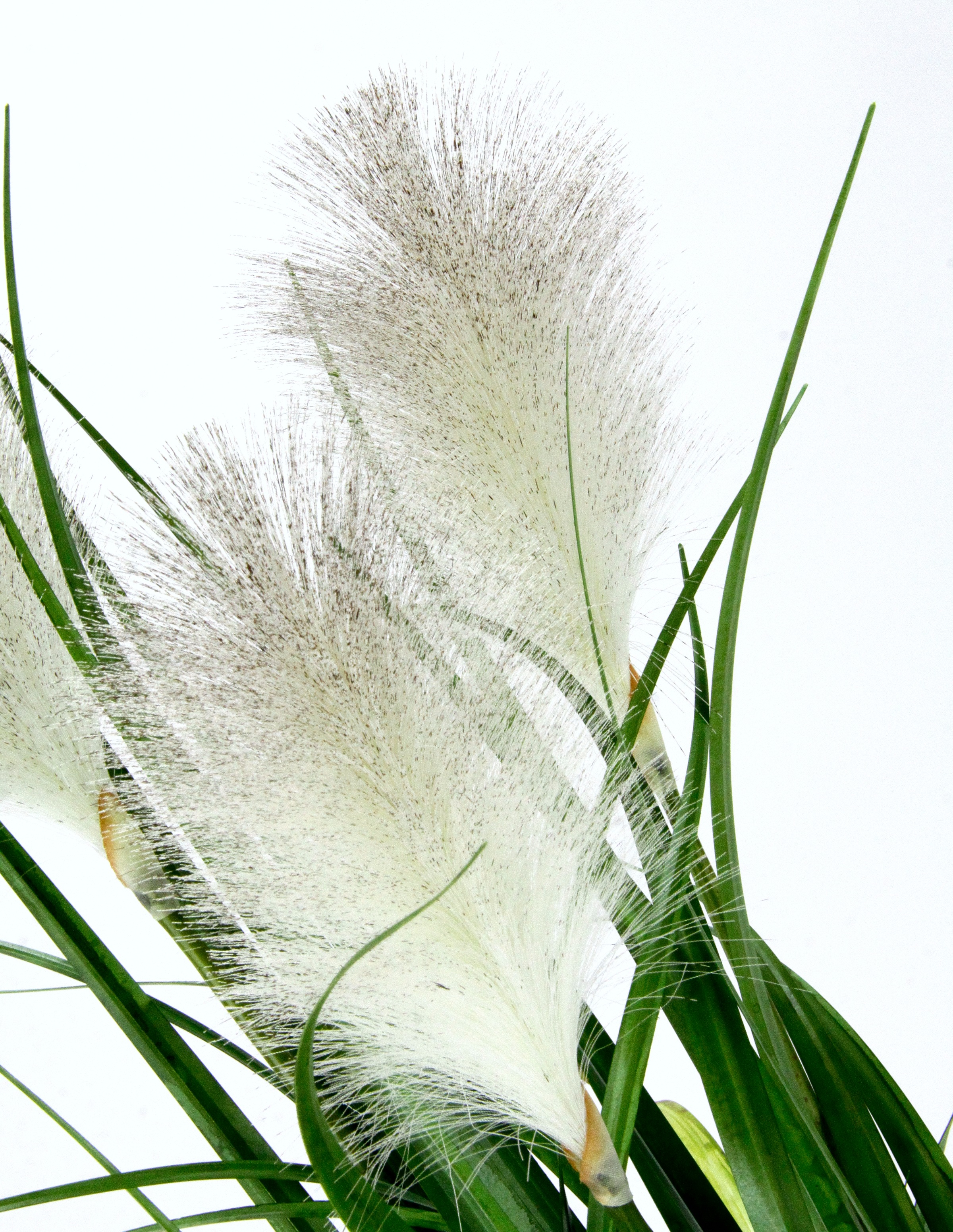 I.GE.A. Pampas Grass Artificial Plant White 22x80x22cm 3