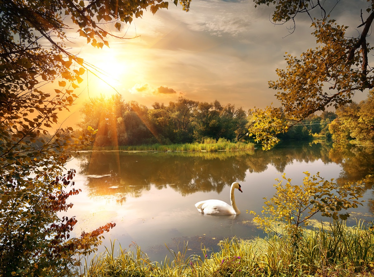 Papermoon Fototapete »Schwan am Teich«