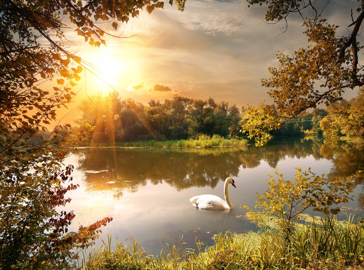 Papermoon "Schwan am Teich"