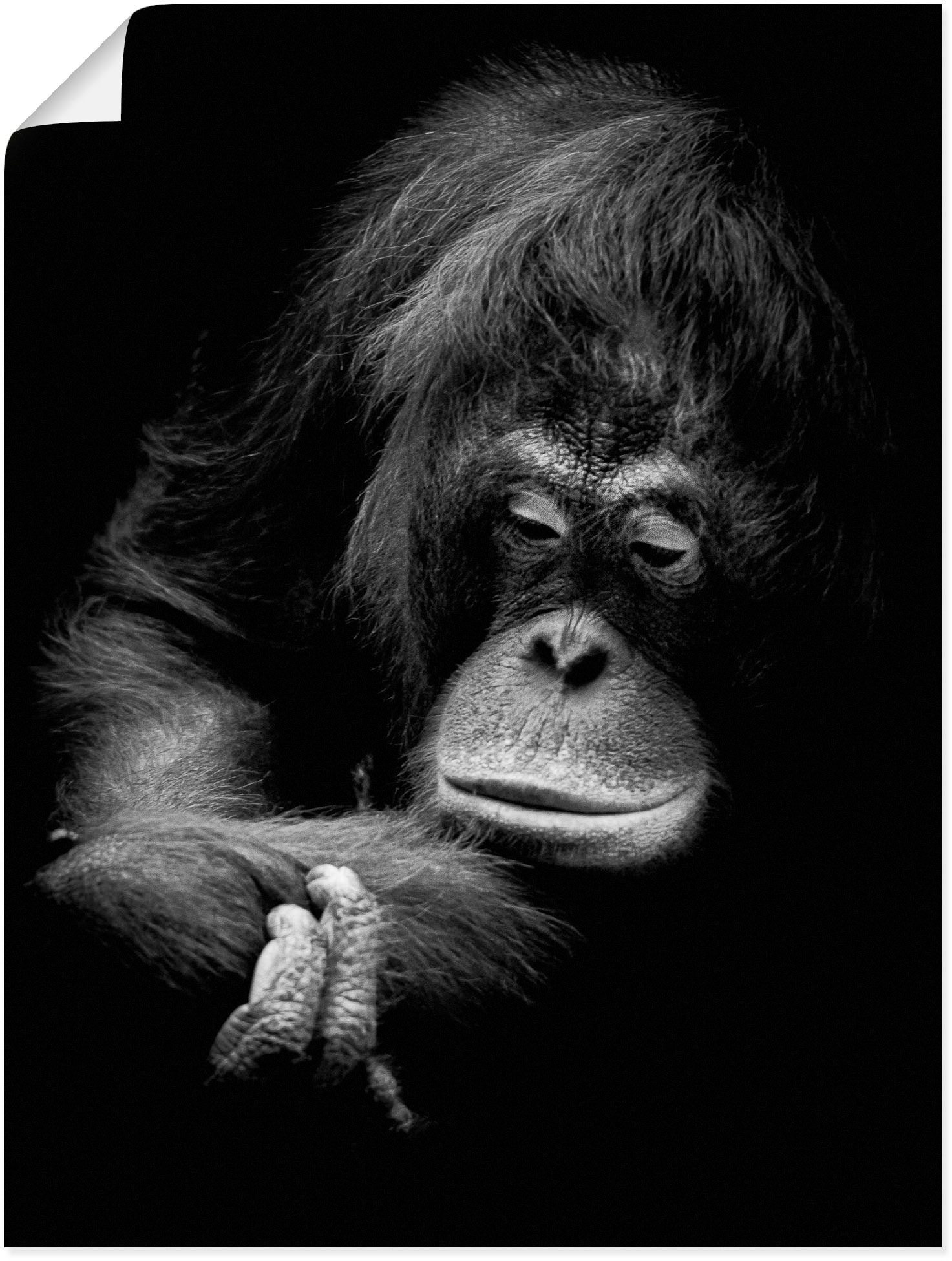 Artland Wandbild »Der nachdenkliche Orang oder als kaufen Affenbilder, Leinwandbild, versch. Alubild, | in Wandaufkleber BAUR Utan«, Größen St.), (1 Poster