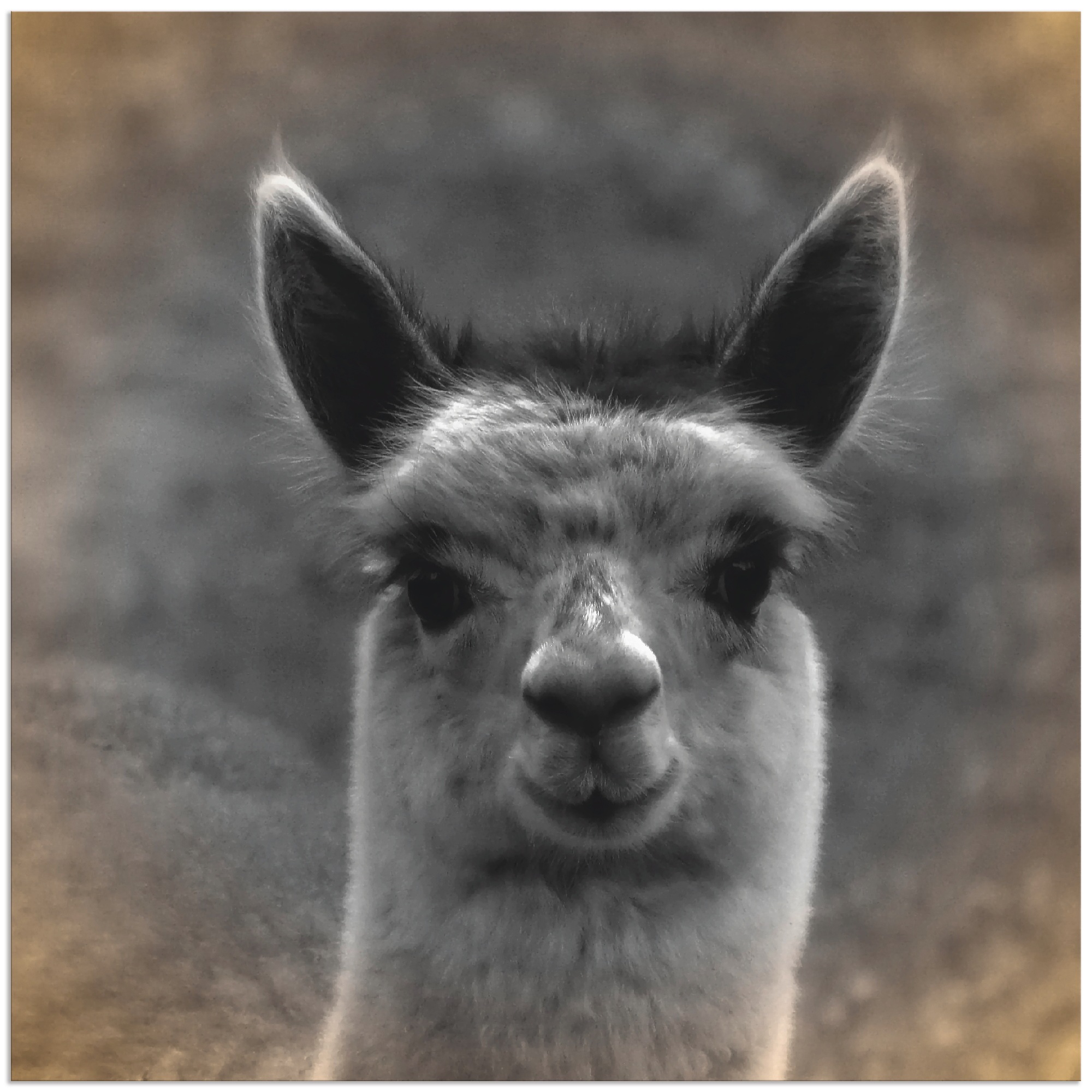 Artland Paveikslas »Alpaka Blick« Wildtiere (1...