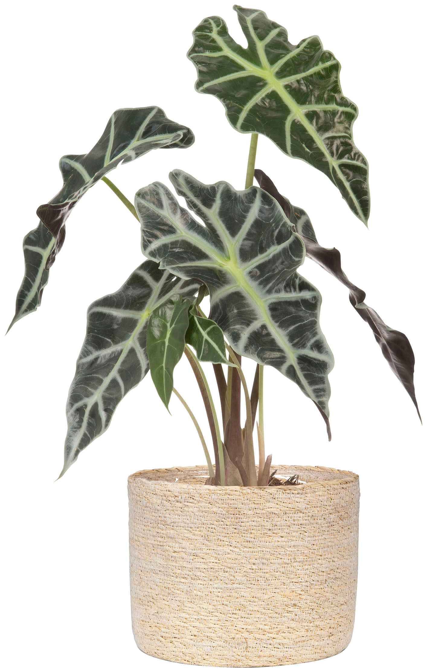 Scheurich Blumentopf »nature 19/508«