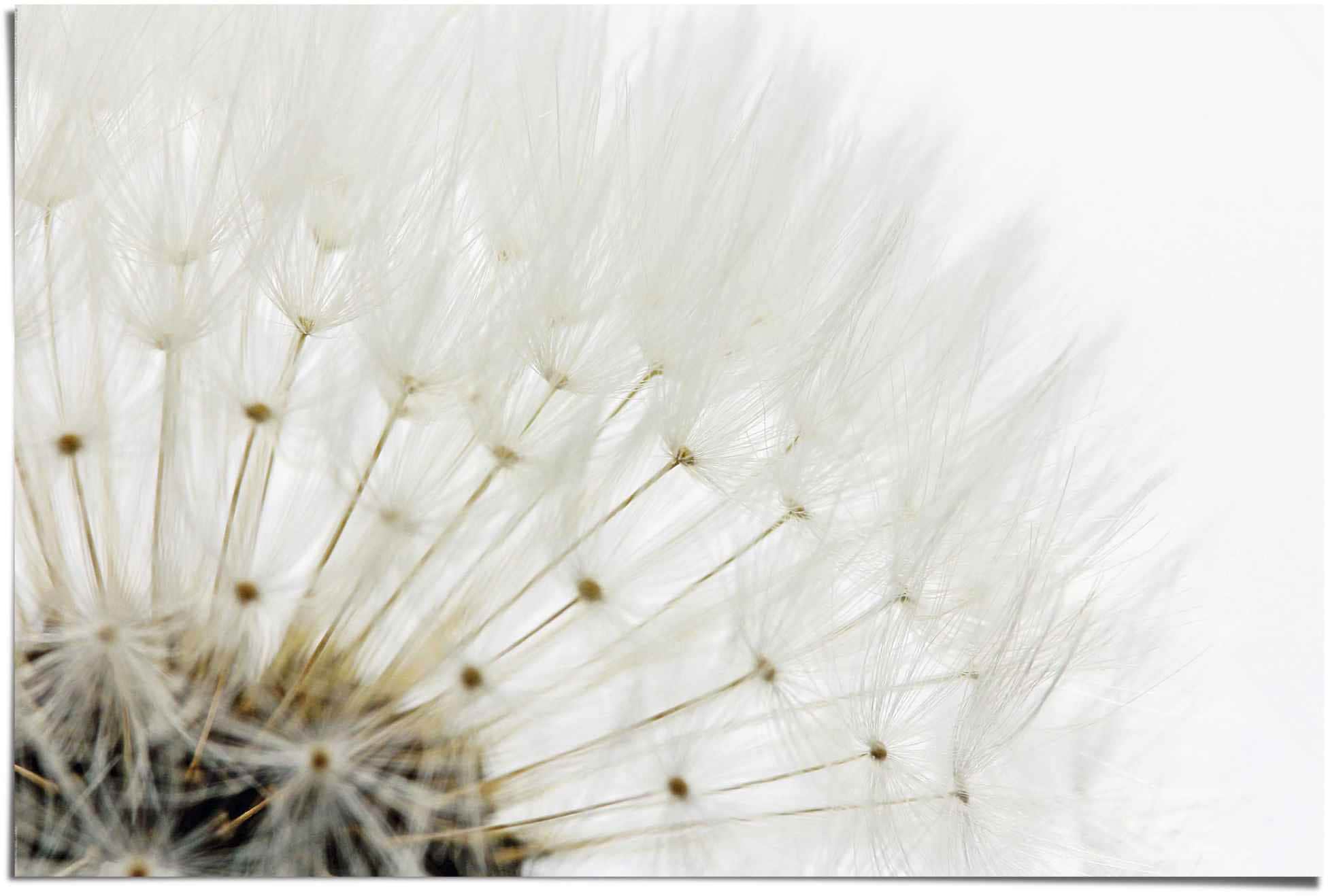 Reinders Poster "Pusteblume Weiß" 1 Stk. tlg. günstig online kaufen