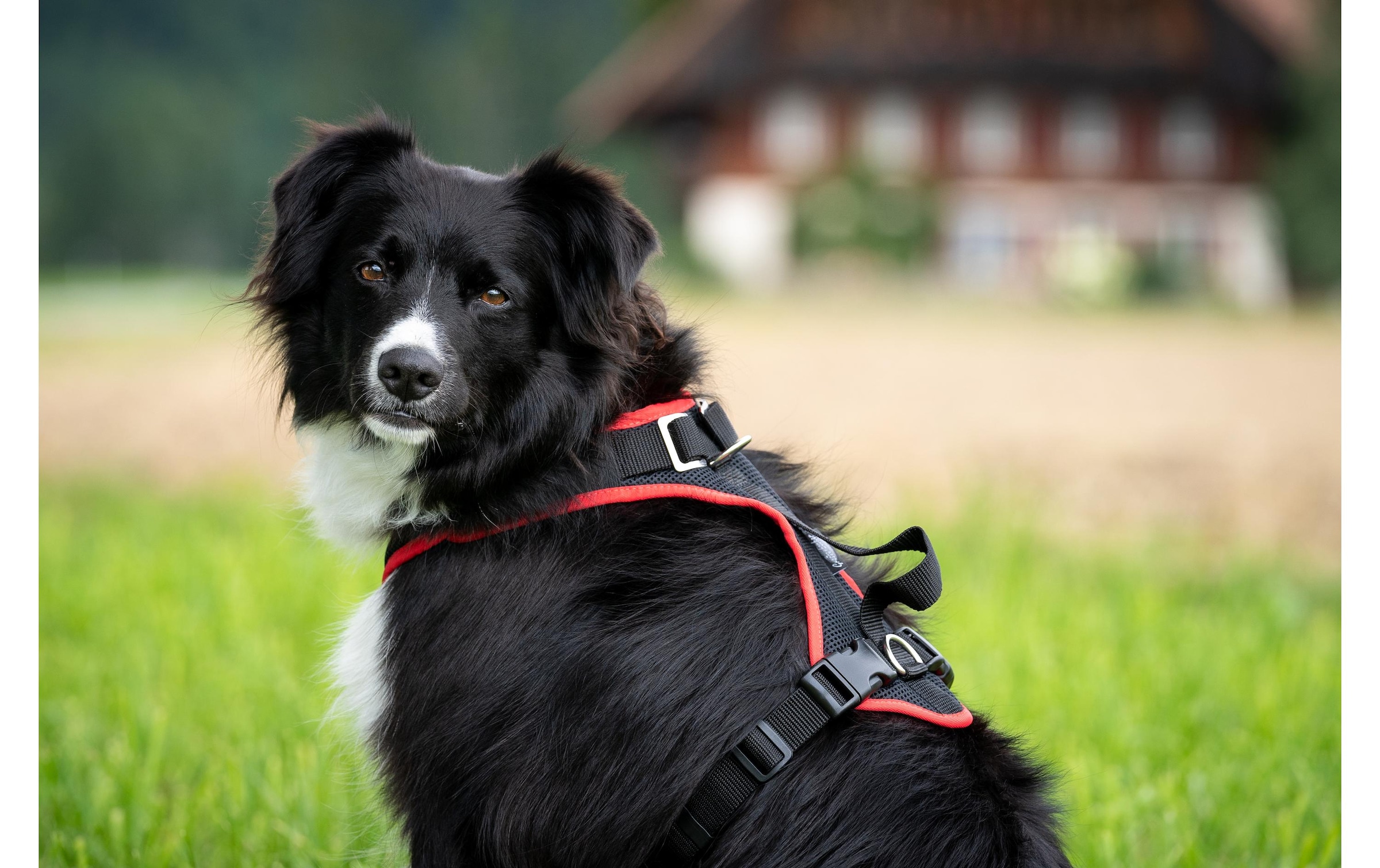   Hunde-Geschirr »Grossenbacher Vary L« Polyester