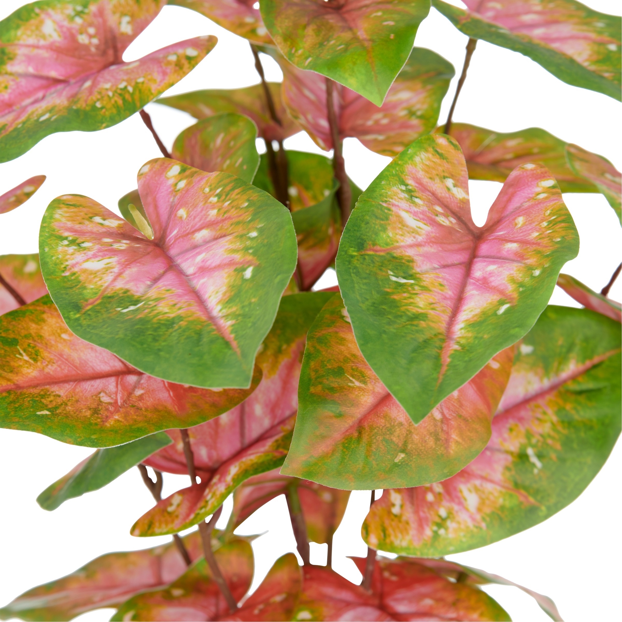 Creativ green Kunstpflanze »Caladium«, mit außergewöhnlicher Blattzeichnung