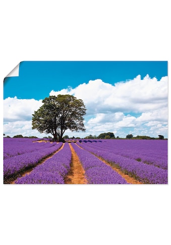 Artland Wandbild »Schönes Lavendelfeld im Sommer«, Felder, (1 St.), in vielen Größen &... kaufen