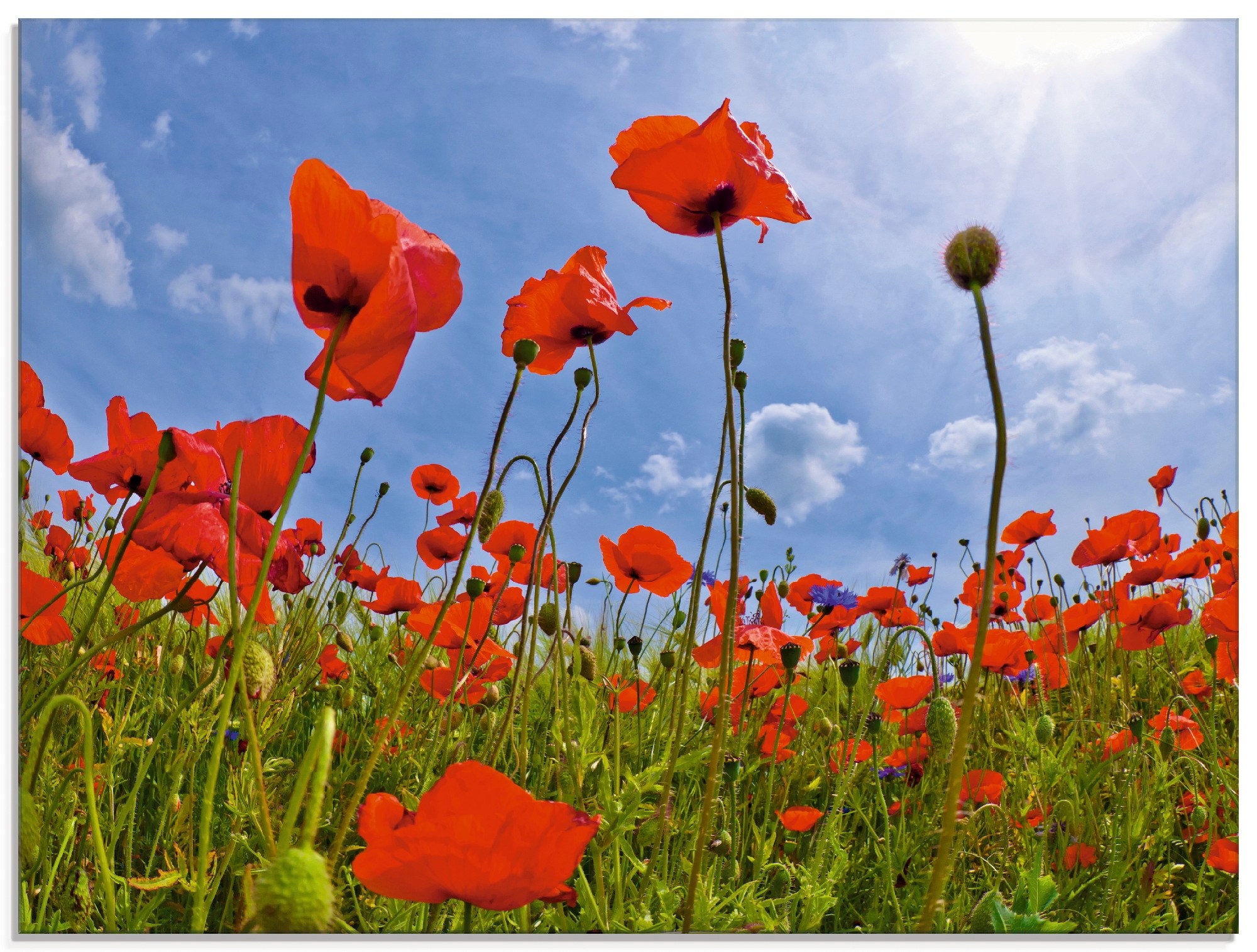 Artland "Mohnblumenfeld" Blumen 1 Stk. tlg. in verschiedenen Größen günstig online kaufen