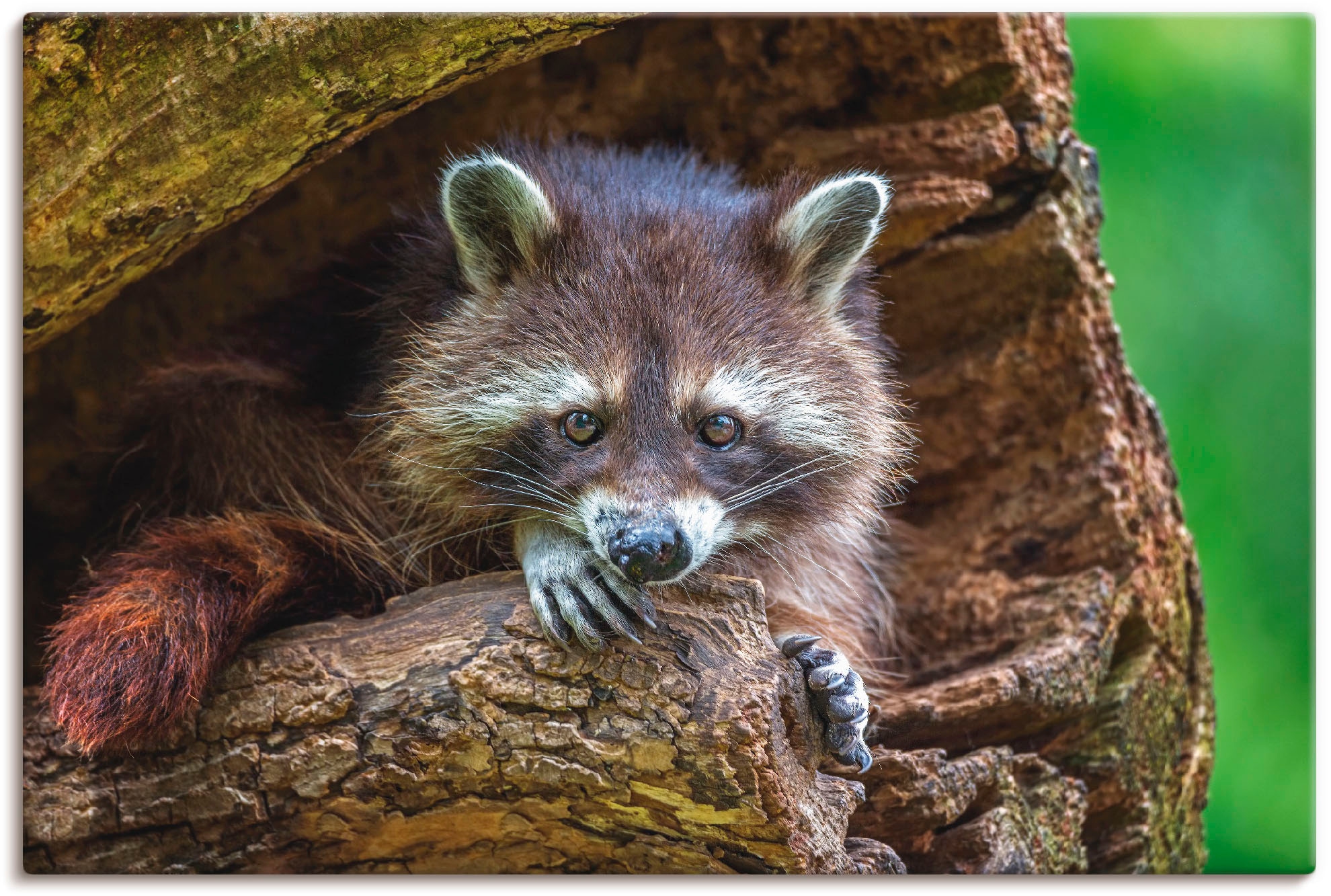 Artland Wandbild »Waschbär«, Größen bestellen Leinwandbild, Poster oder St.), Wandaufkleber Alubild, | Wildtiere, versch. BAUR (1 als in