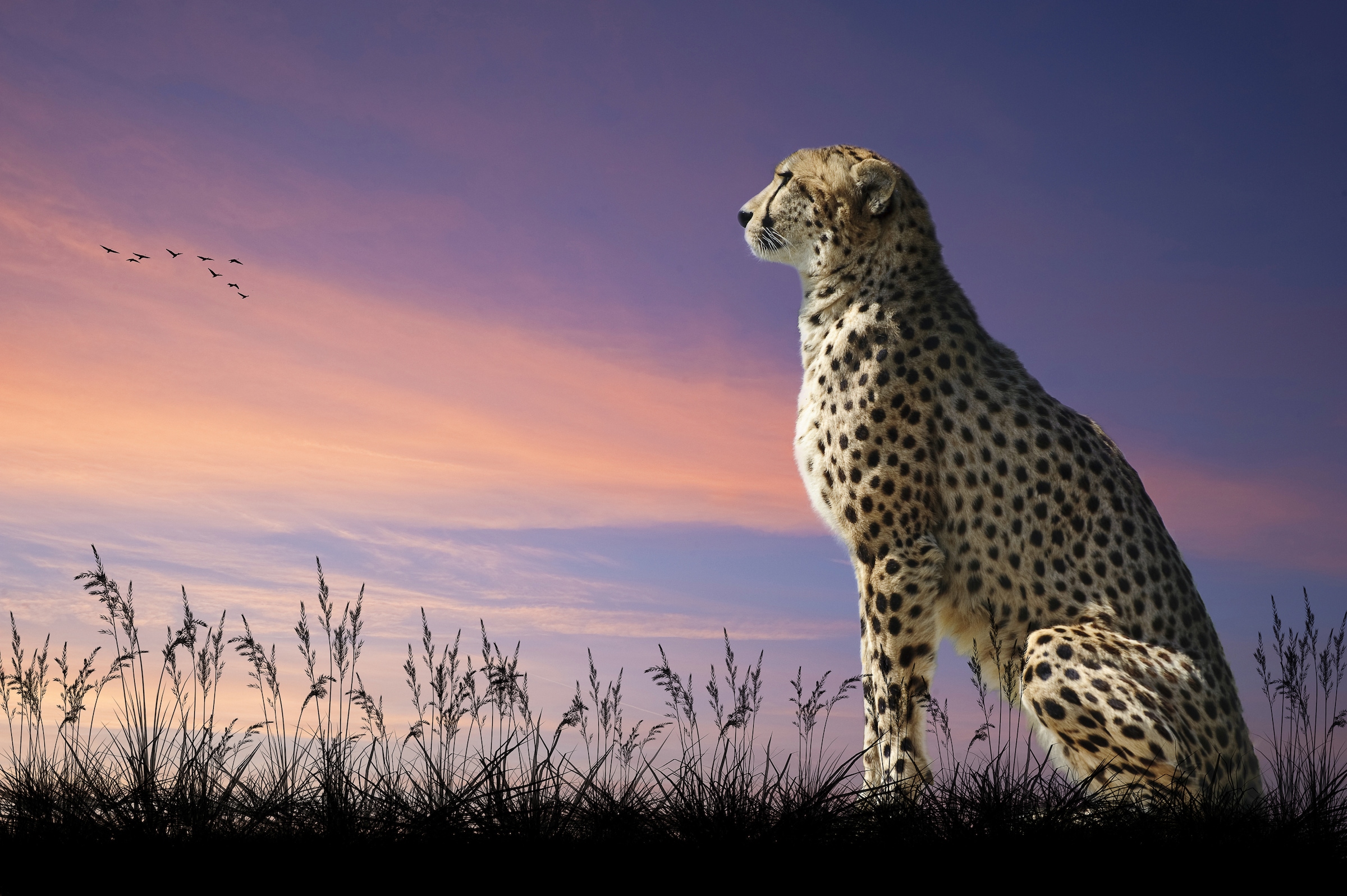 Papermoon Fototapete »GEPARD-NATUR LÖWE TIGER PUMA JAGUAR DSCHUNGEL TIERE XXL«