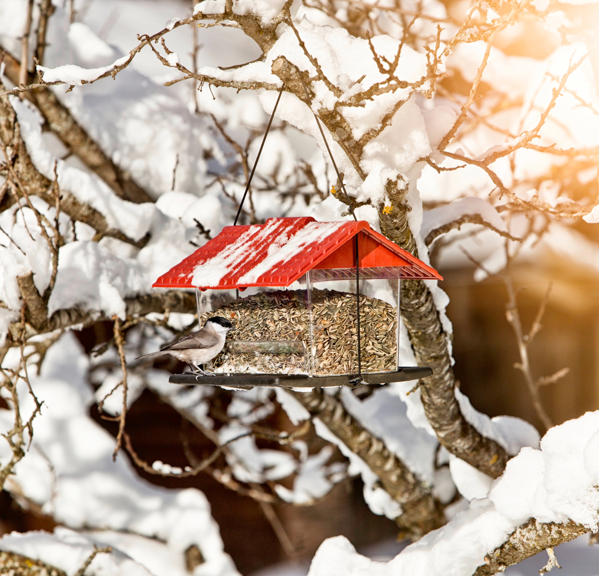 Windhager Vogelhaus »Ranch« BxTxH: 21,5x31x20 cm
