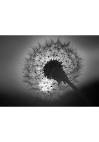 Papermoon Fototapetas »Blume juoda spalva & Weiß...