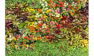 Fototapete »BLUMEN-ABSTRAKT MUSTER GARTEN PFLANZEN DEKOR NATUR«