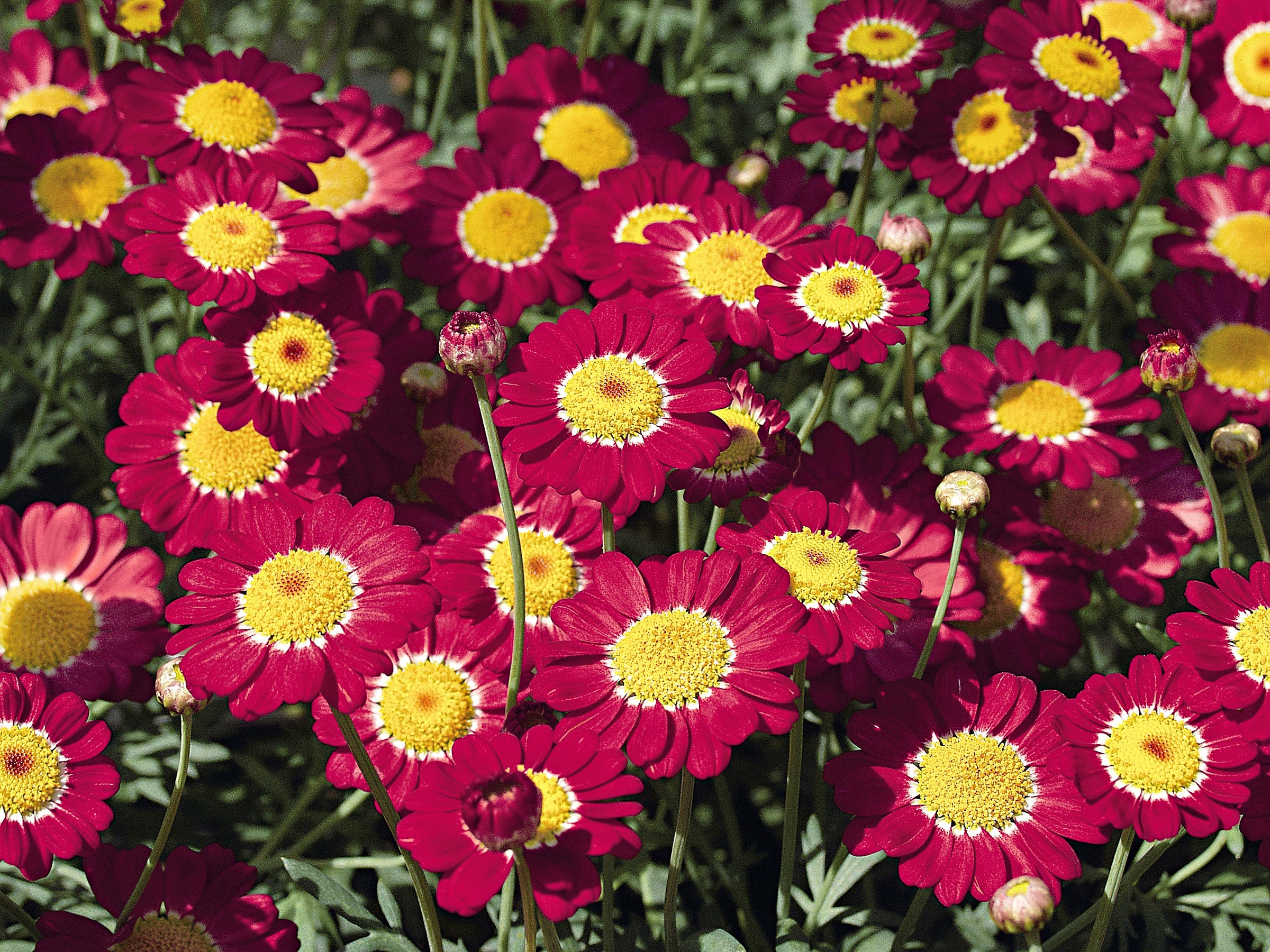 BCM Staude »Margerite Chrysanthemen-Busch«, (1 St.), Mageriten-Busch: 1 Pflanze kaufen