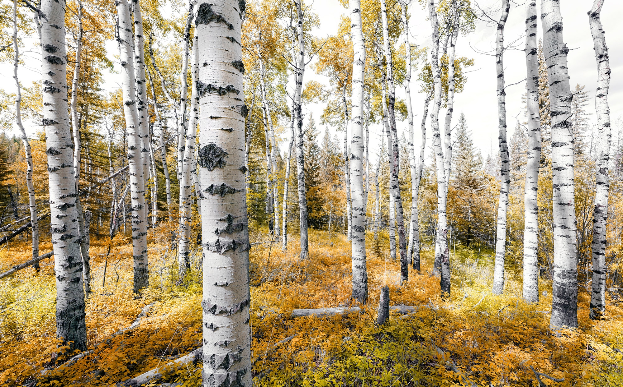 Komar Vliestapete "Colorful Aspenwoods", 450x280 cm (Breite x Höhe), Wohnzimmer, Schlafzimmer