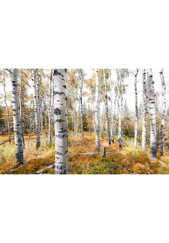 Komar Vliestapete »Colorful Aspenwoods« 450x...