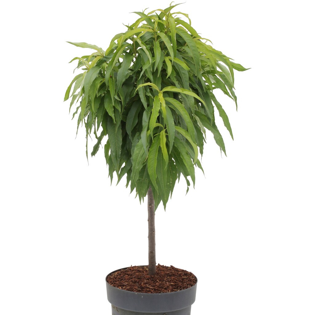 BCM Obstpflanze »Zwerg-Nektarine 'Nectarella'«, (1 St.), Zwergnektarine: 40 cm Stammhöhe, 1 Pflanze