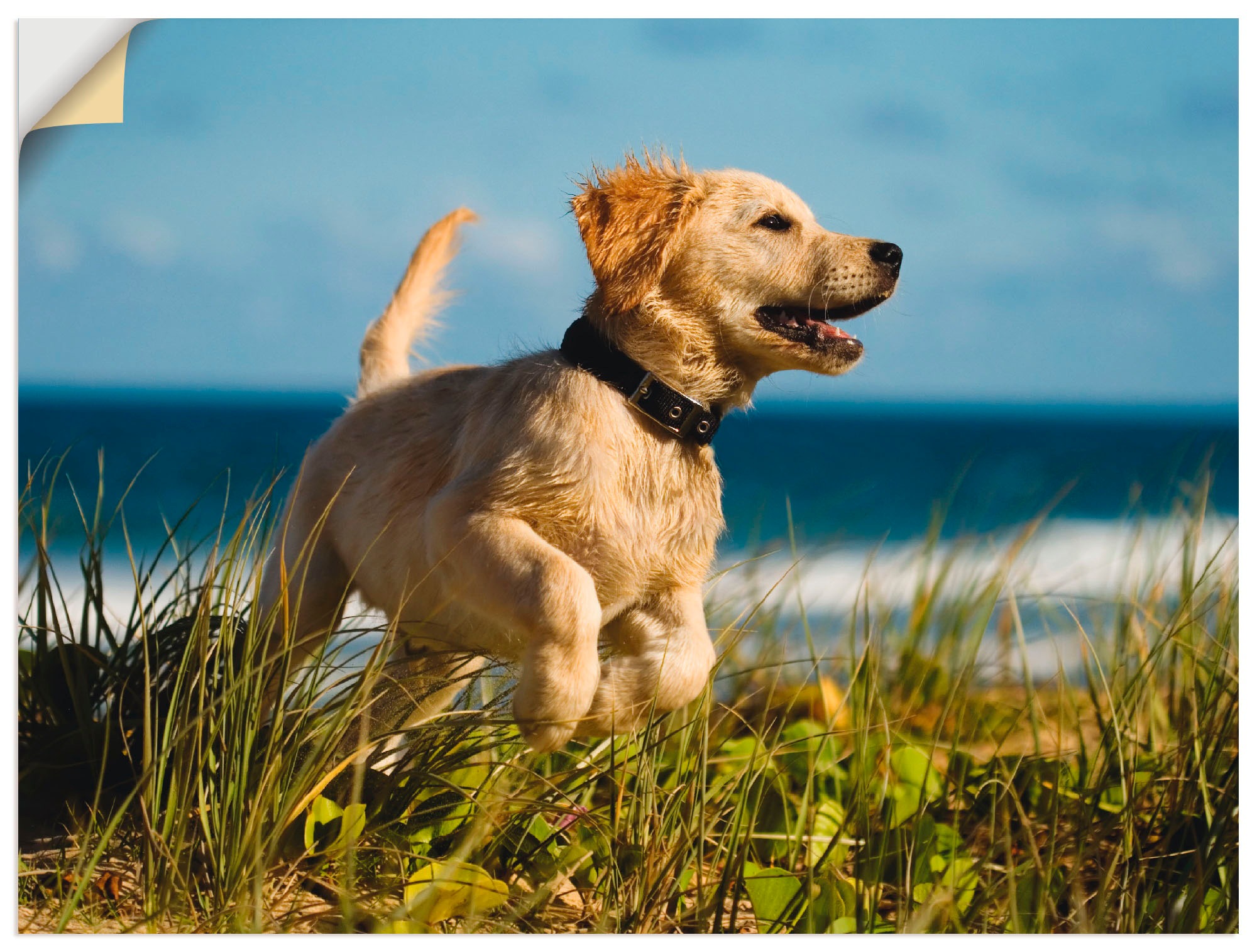 Artland Wandfolie "Hundebaby springt am Strand", Haustiere, (1 St.), selbstklebend