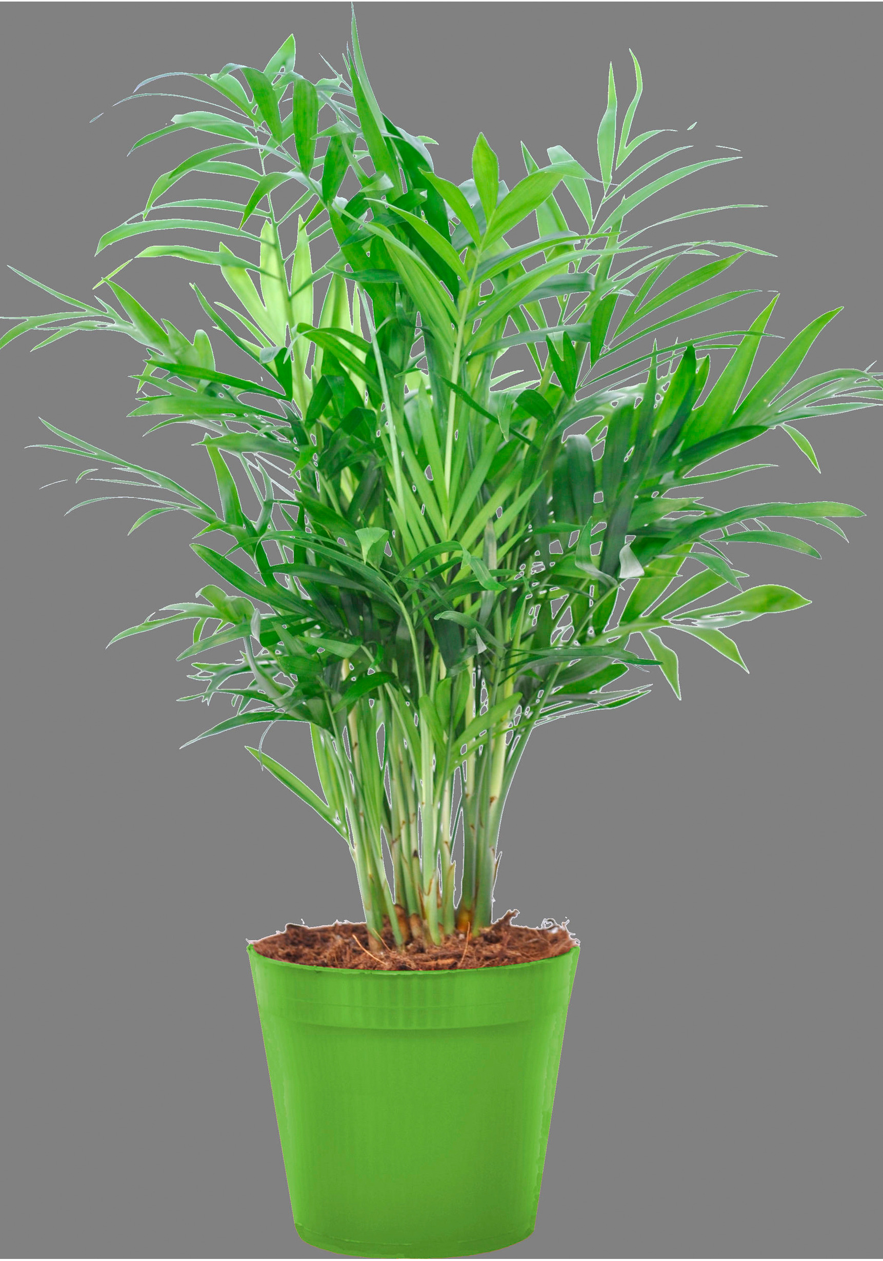 Zimmerpflanze »Bergpalme«, (1 St.), Zimmerpflanze