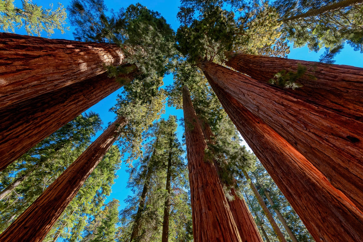 Papermoon Fototapete »Bäume«