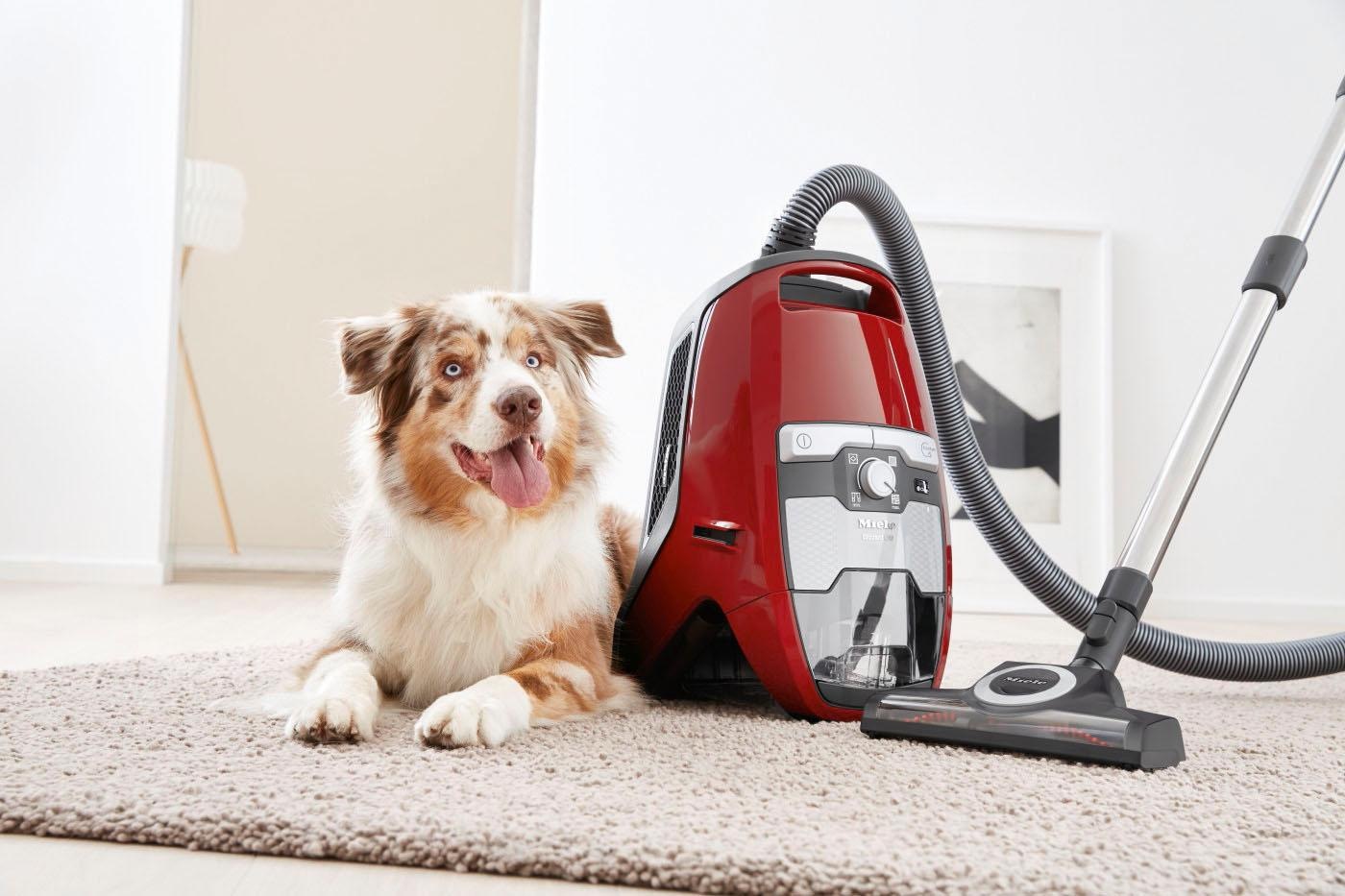 Miele Bodenstaubsauger »Blizzard CX1 Cat & Dog PowerLine«, 890 W, beutellos kaufen BAUR