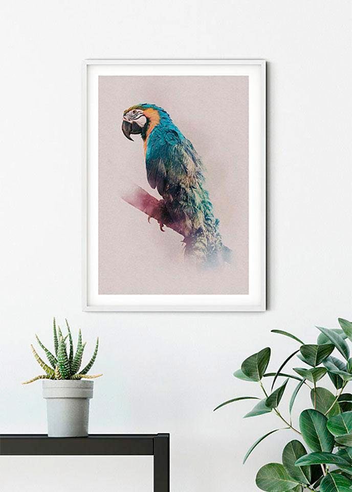 Poster »Animals Paradise Parrot«, Tiere, (1 St.), Kinderzimmer, Schlafzimmer, Wohnzimmer
