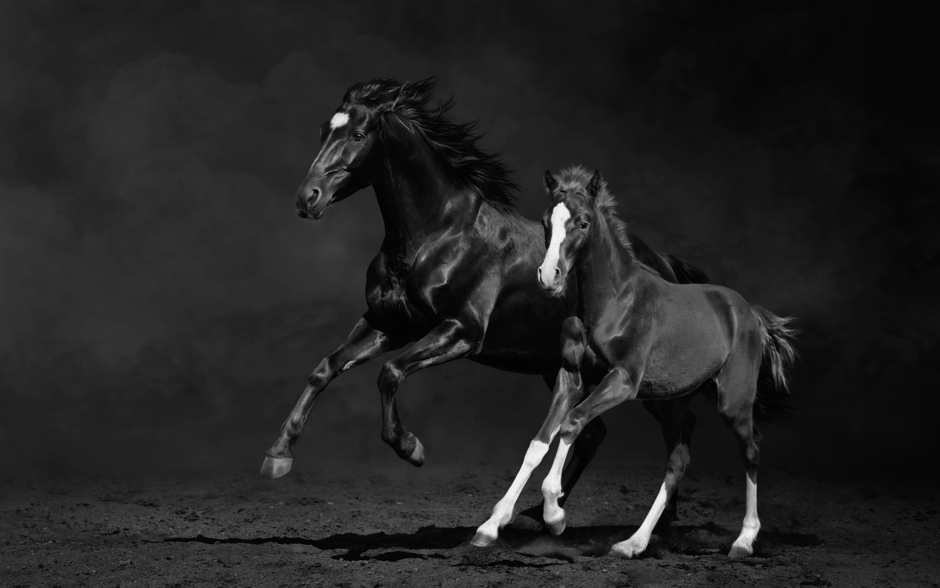 Papermoon Fototapete "PFERDE IM GALOPP-STUTE MIT FOHLEN SCHWARZ WEIßTIERE"